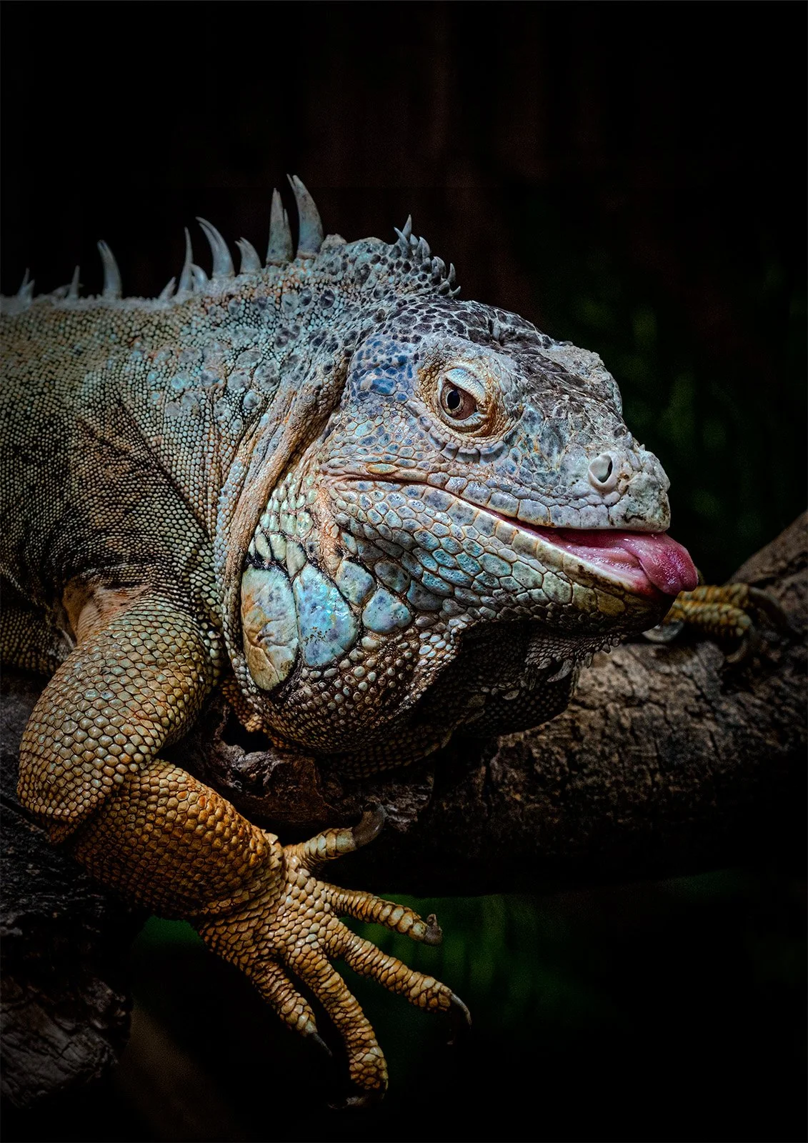 Reptile Disfunction - Joanne Eastope