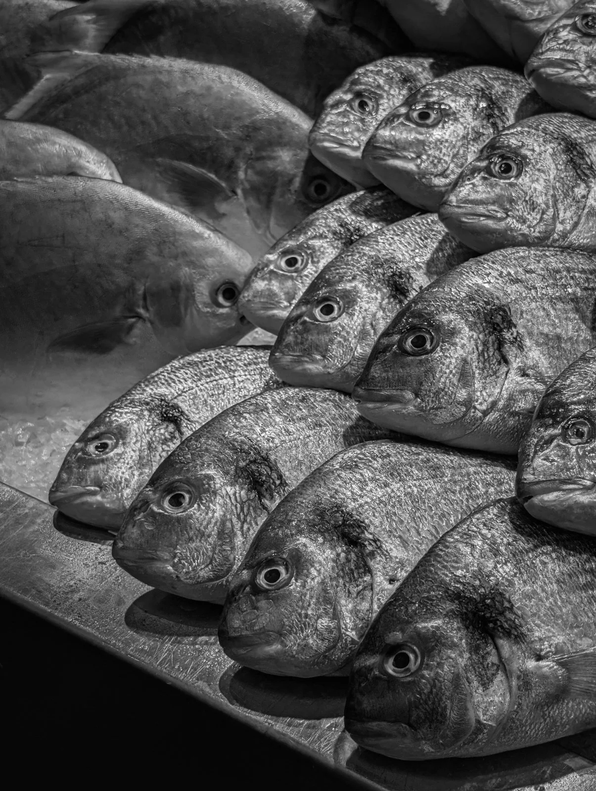 The Rhythm Of The Catch - Mark Radford