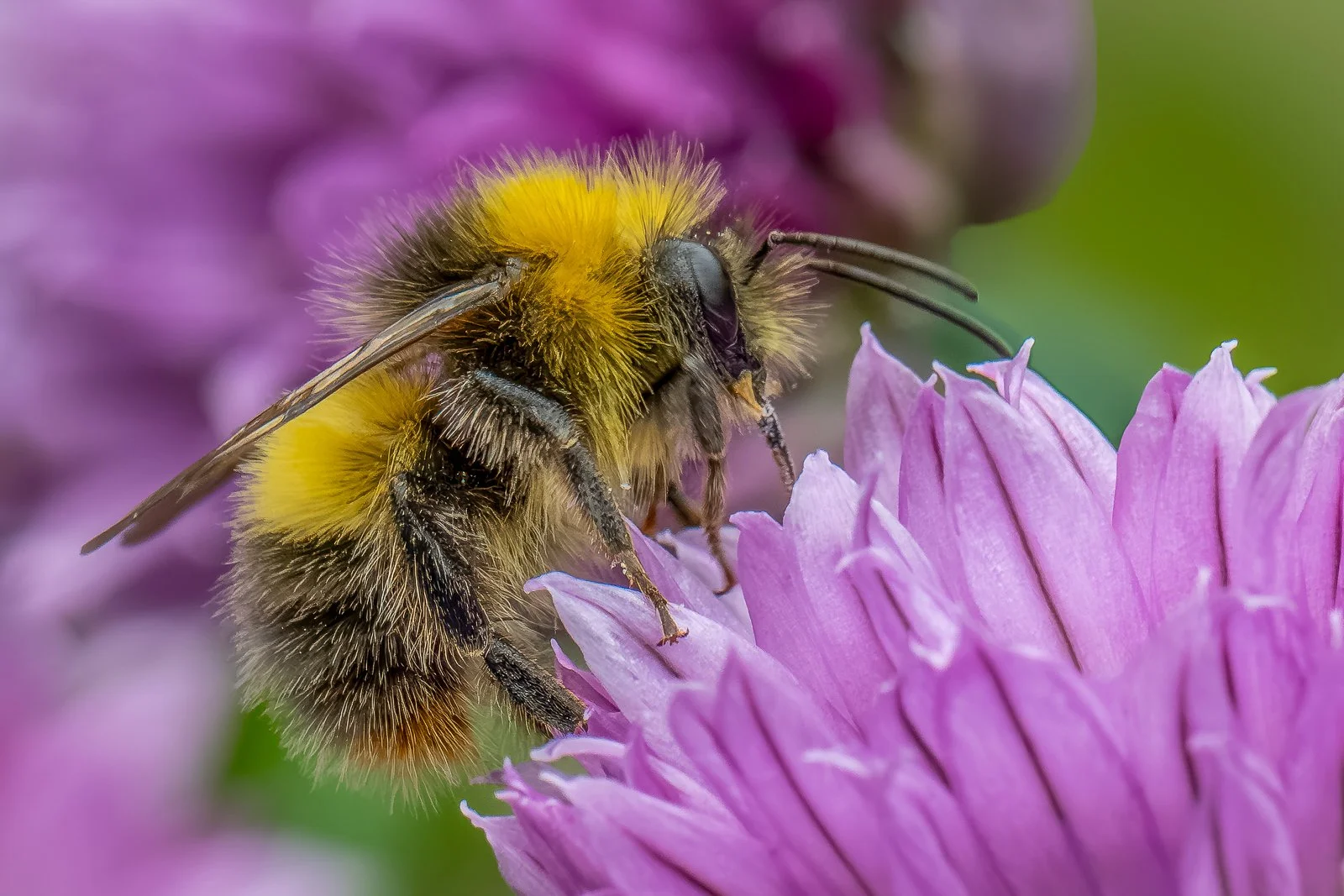 Collecting Nectar - Malcolm Heaven
