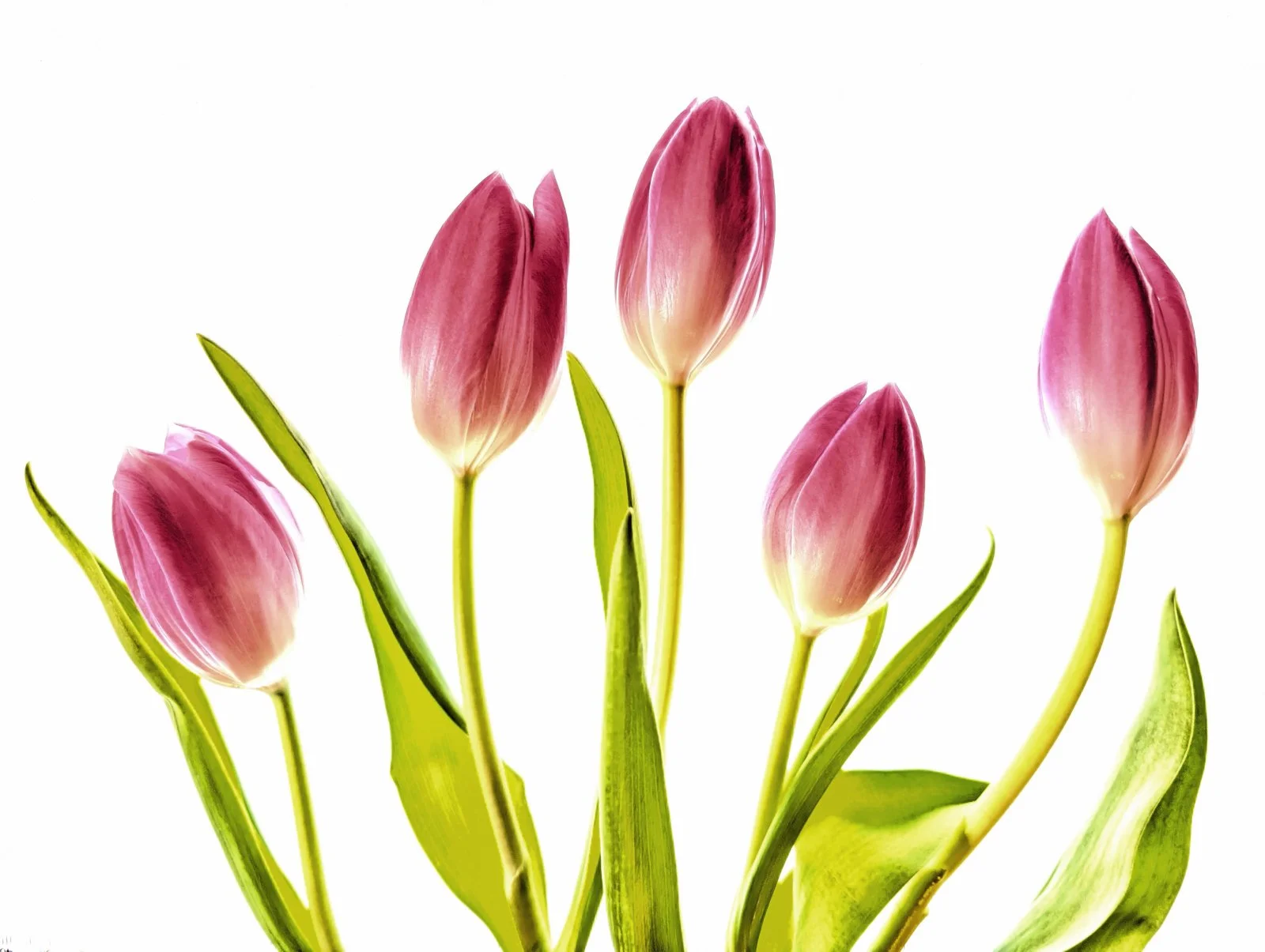 Tulips - Roo Carnegie