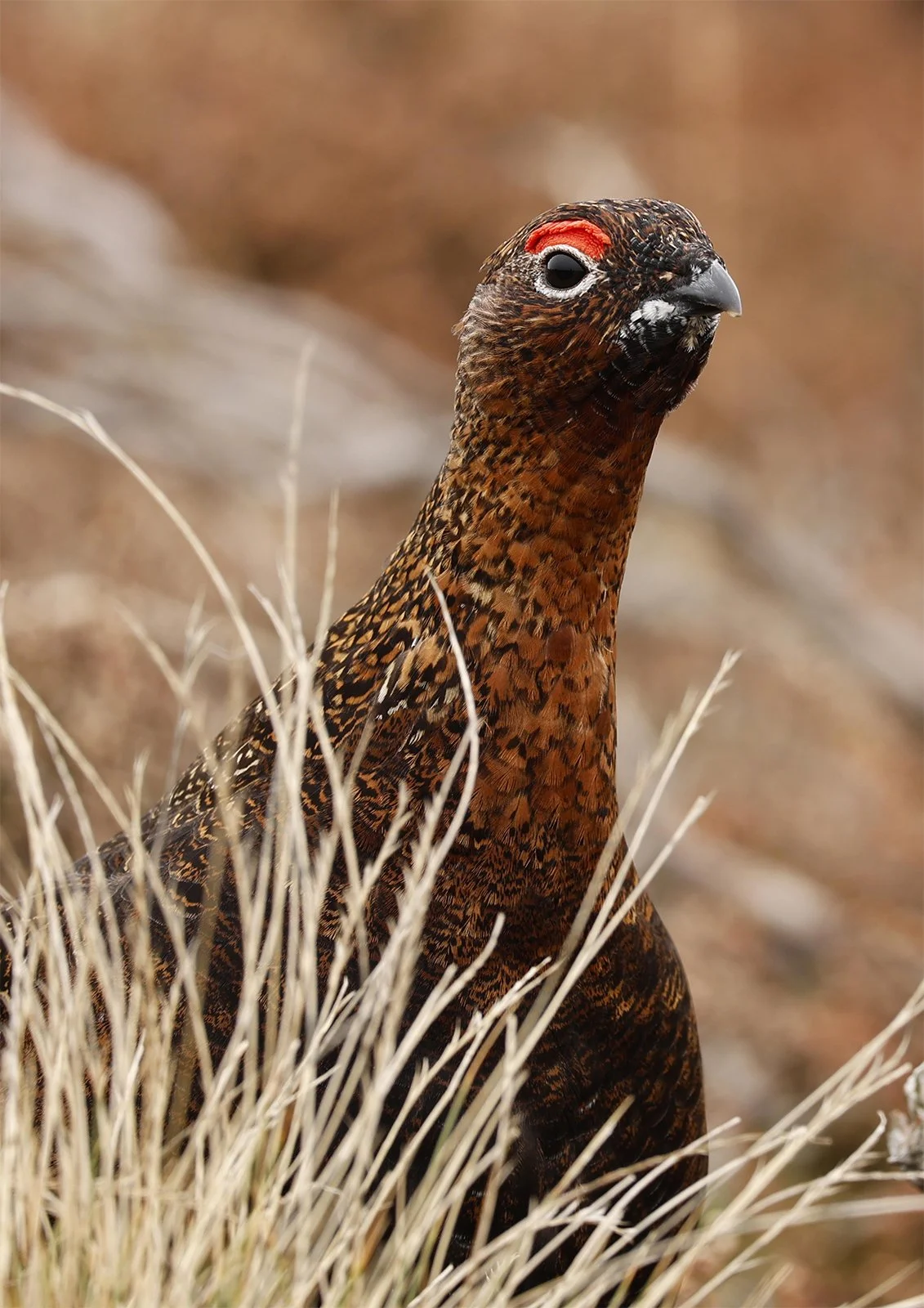 Gregory Grouse - Holly Jephcote