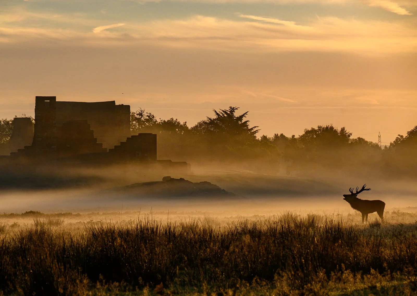 Sunsrise Call - Debbie Brown
