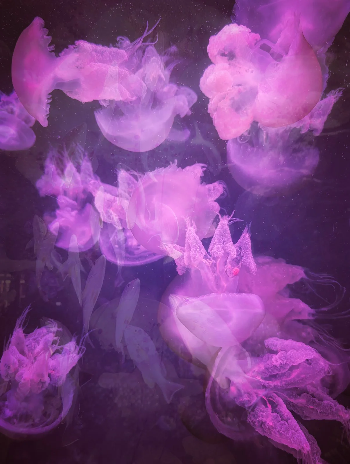 Submerged Dreams - Mark Radford