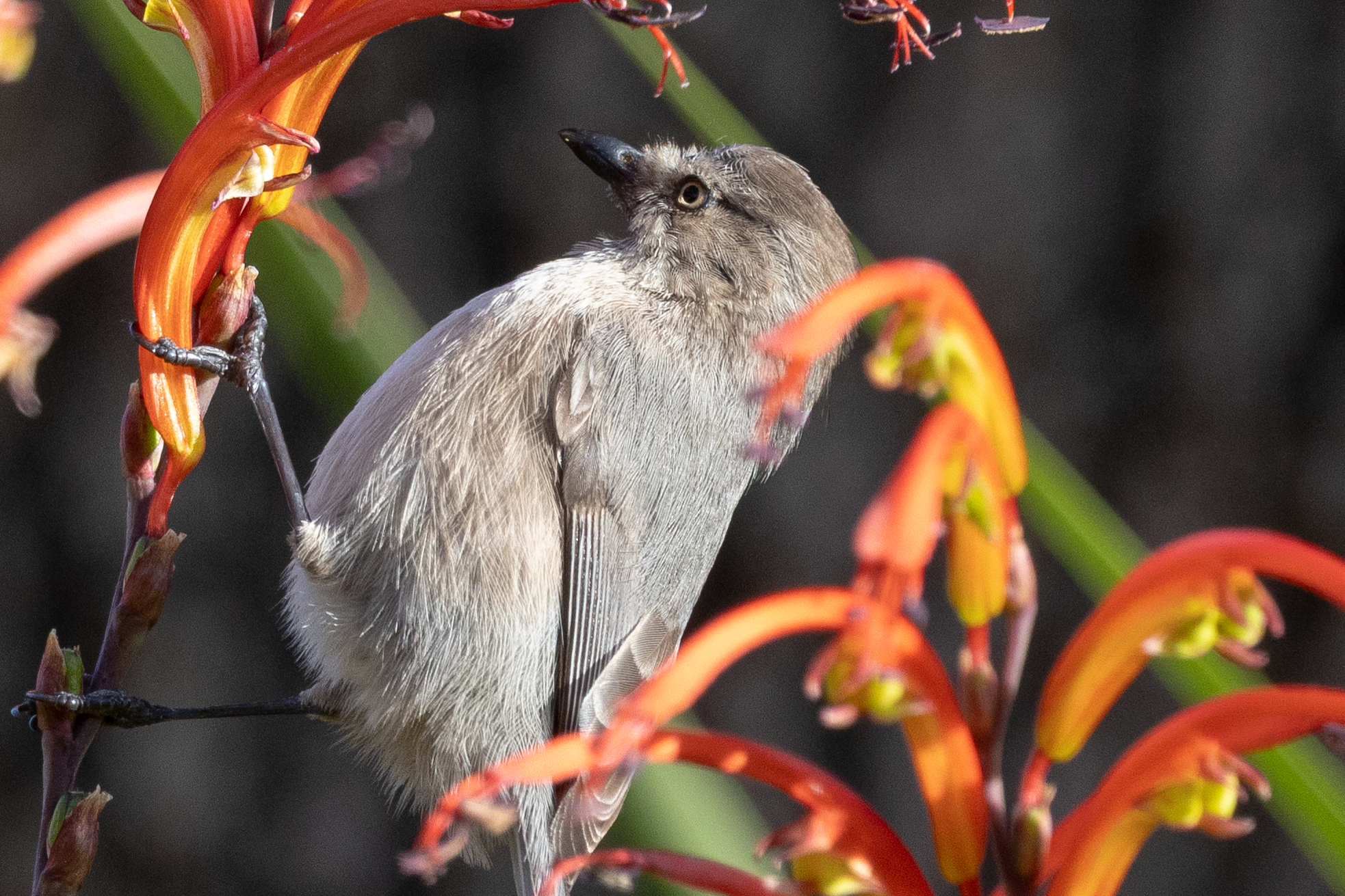 Bushtit, North Davis Greenbelt, CA, 3/5/25