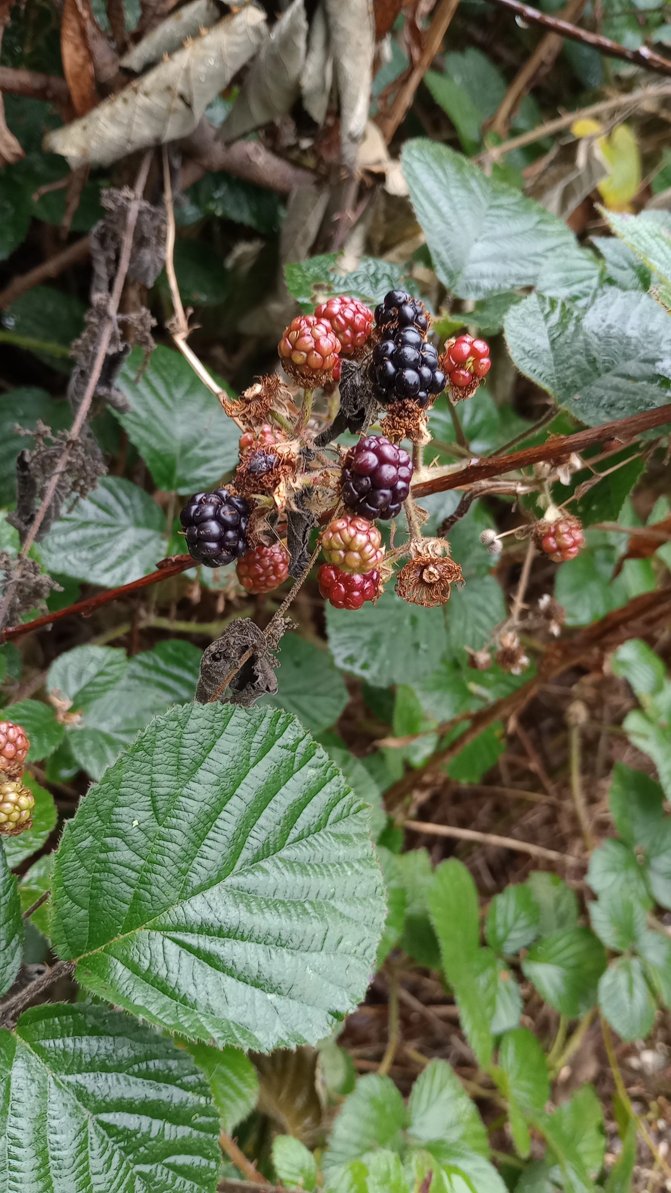 Berries in the woods