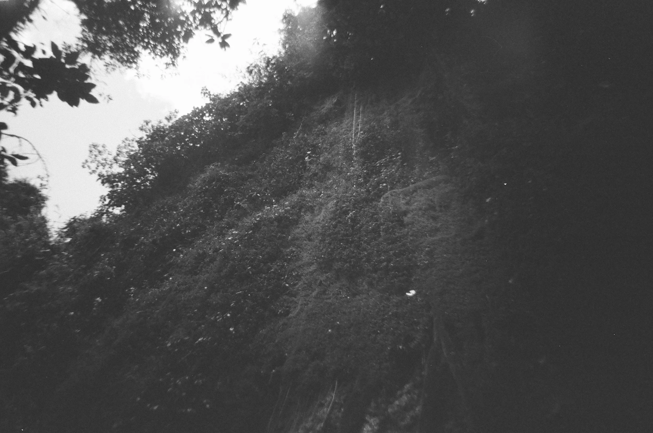 Photo en Colombie. Une forêt dense avec des arbres et des végétation, vue en noir et blanc.