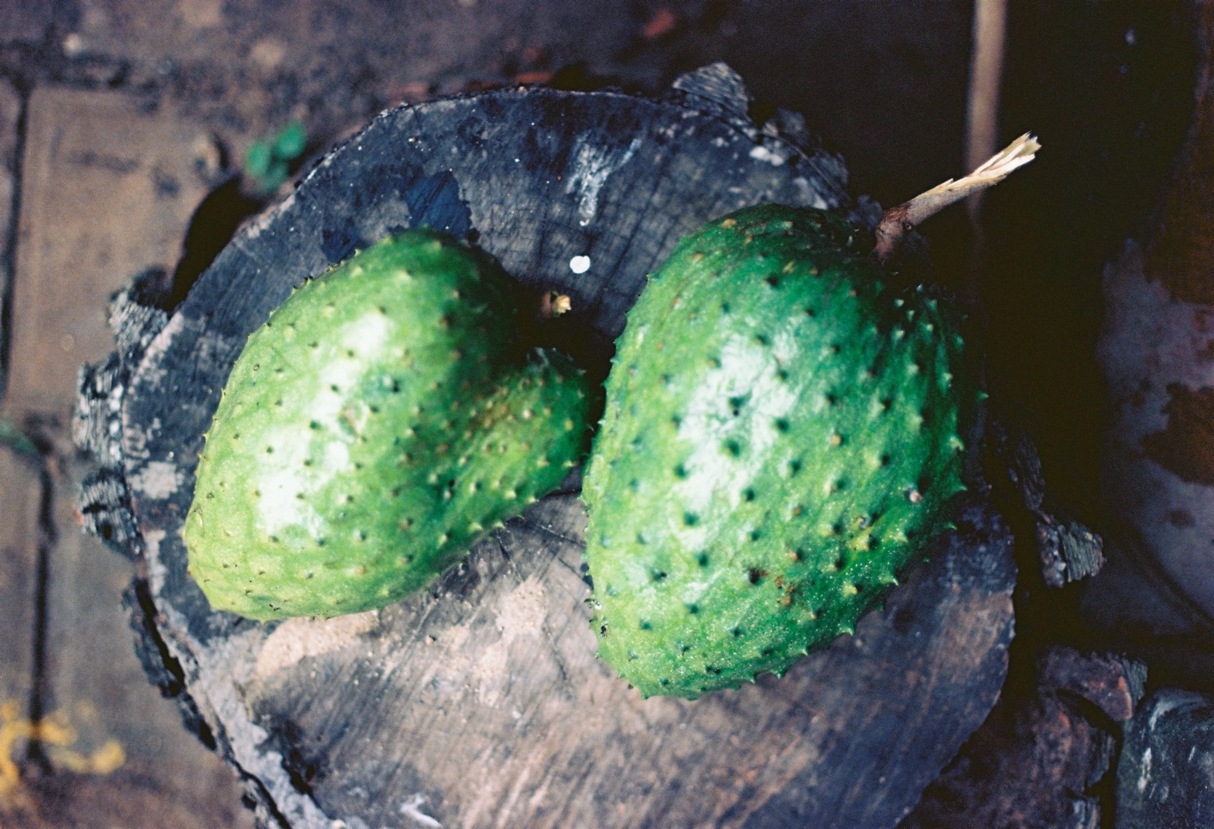 Photo en Colombie. Deux figues de barbarie vertes posées sur un tronc d'arbre.