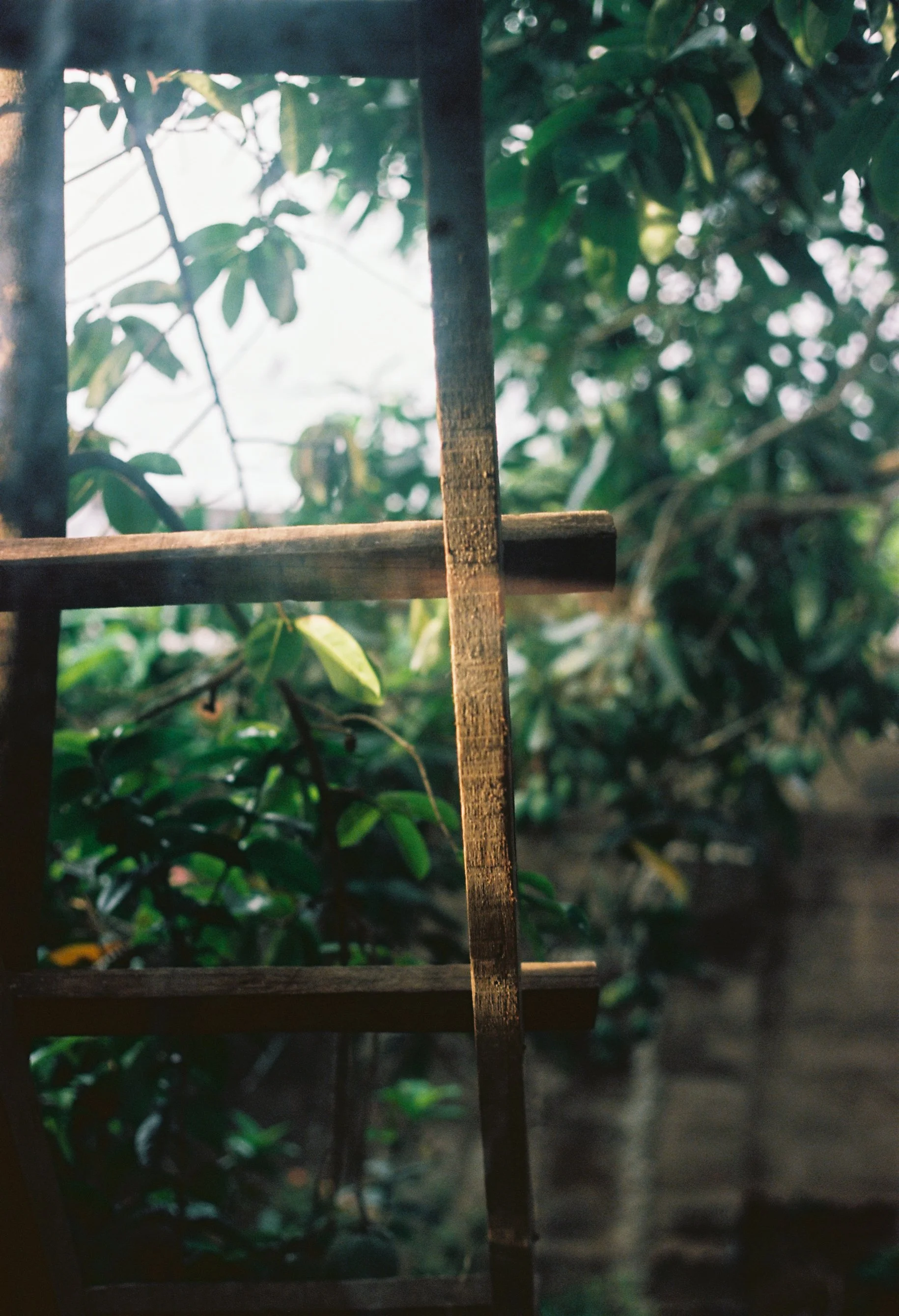 Une structure en bois près de feuillage verdoyant, avec des branches et des feuilles, filmée de près avec un flou en arrière-plan.