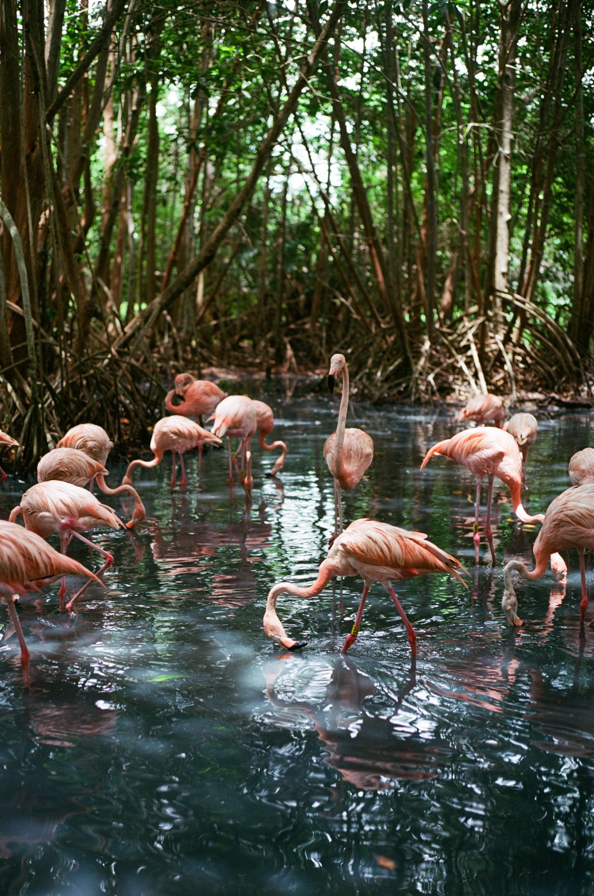 Groupe de flamants roses dans un marais avec une végétation dense en arrière-plan.