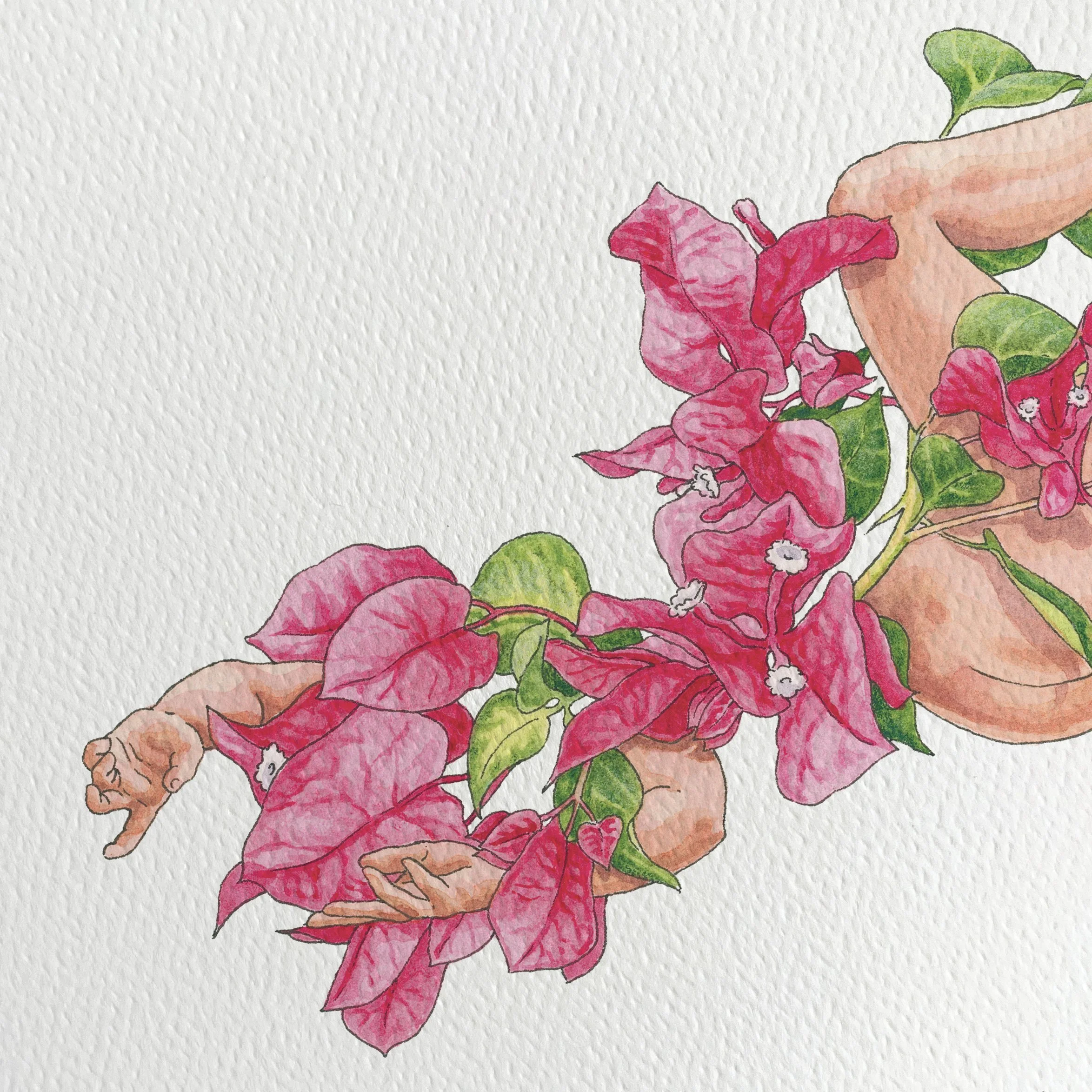Bougainvaillea.jpg