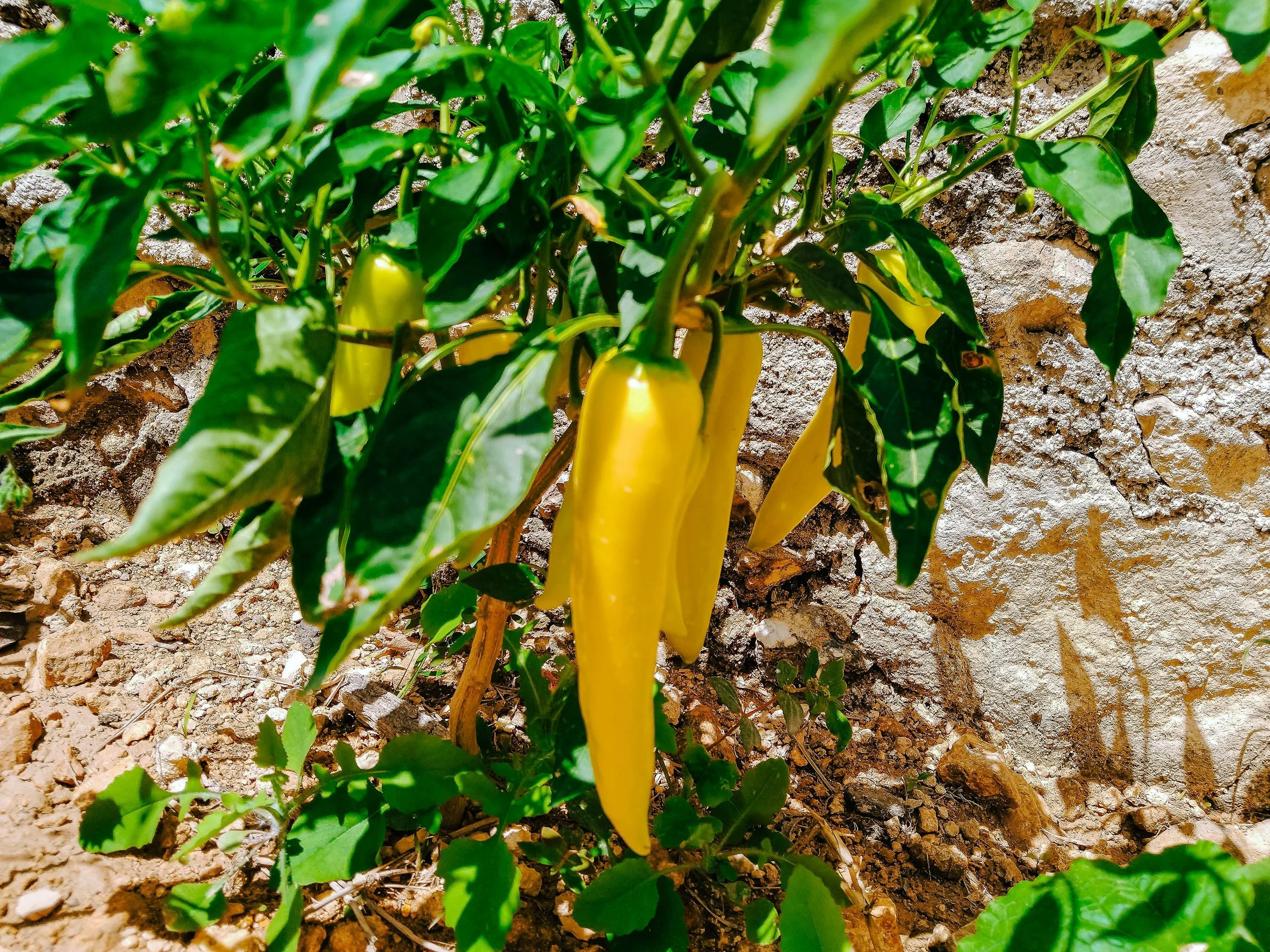 Regenera Ventures I