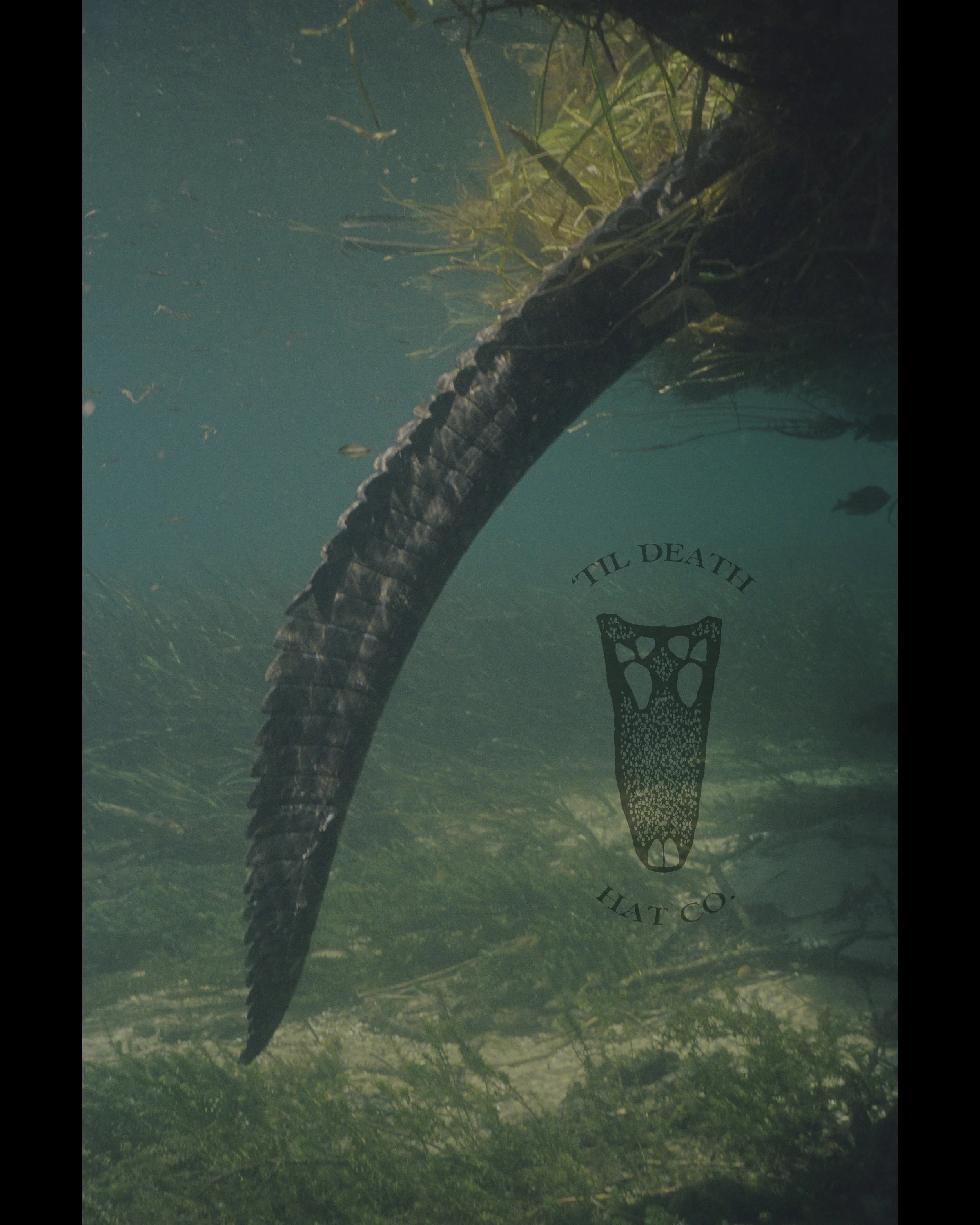 Underwater alligator for Til Death Hat Co Florida custom hat maker. Best Ybor Shop, Best Florida Hat Shop, Better Than a Hat Bar. Boho, Tecovas, Coastal.