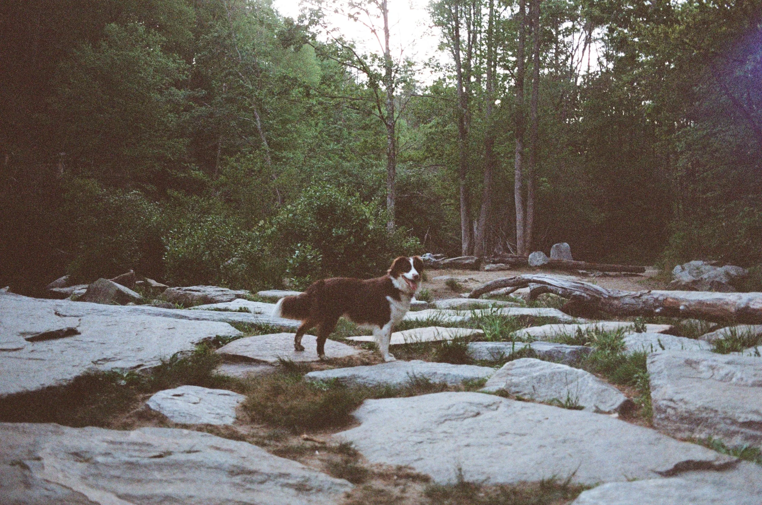 Luna the Til Death Hat Co Shop Puppy on a hike.