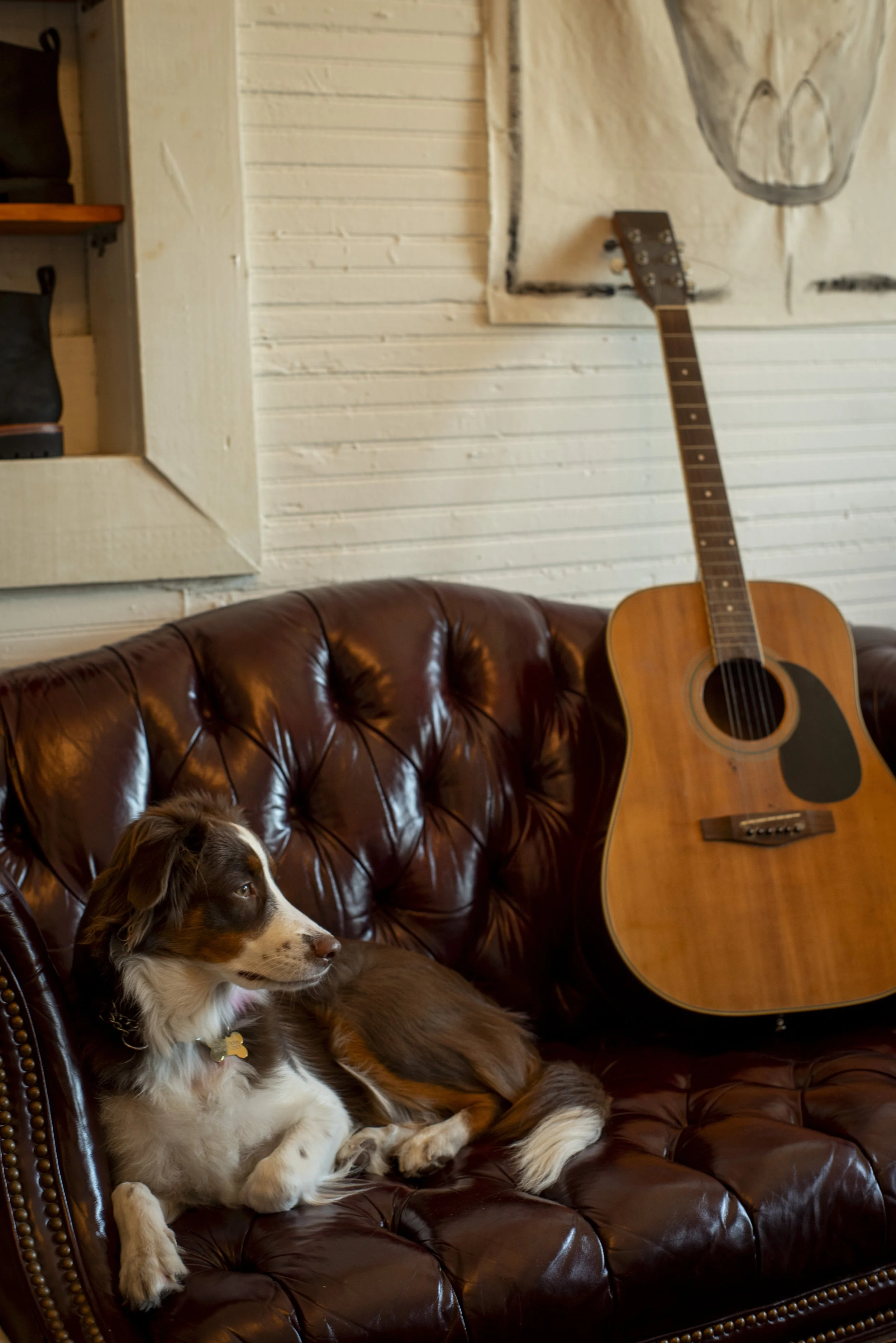Luna the Shop Puppy at Til Death Hat Co, custom hat shop in Tampa, Florida.