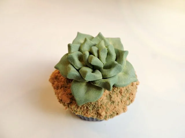 cupcake cactus suculenta