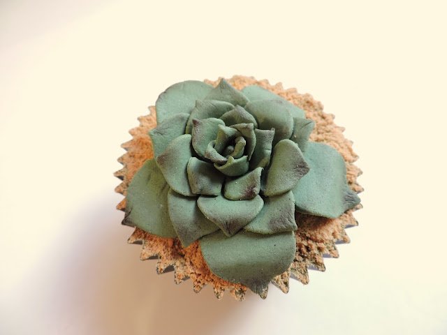 cupcake cactus suculenta