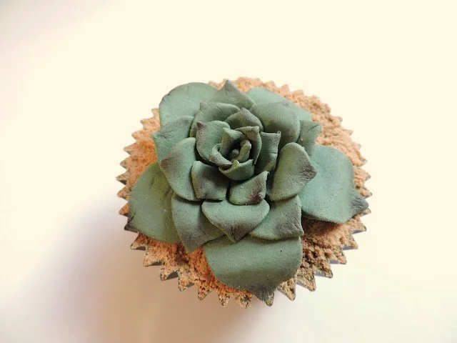 cupcake cactus suculenta