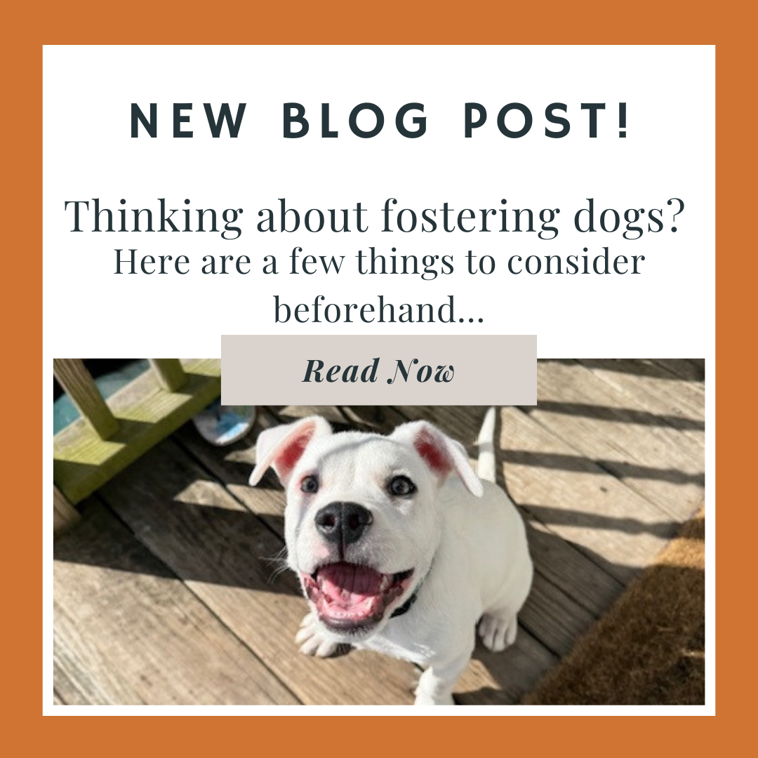 Thinking about fostering dogs?