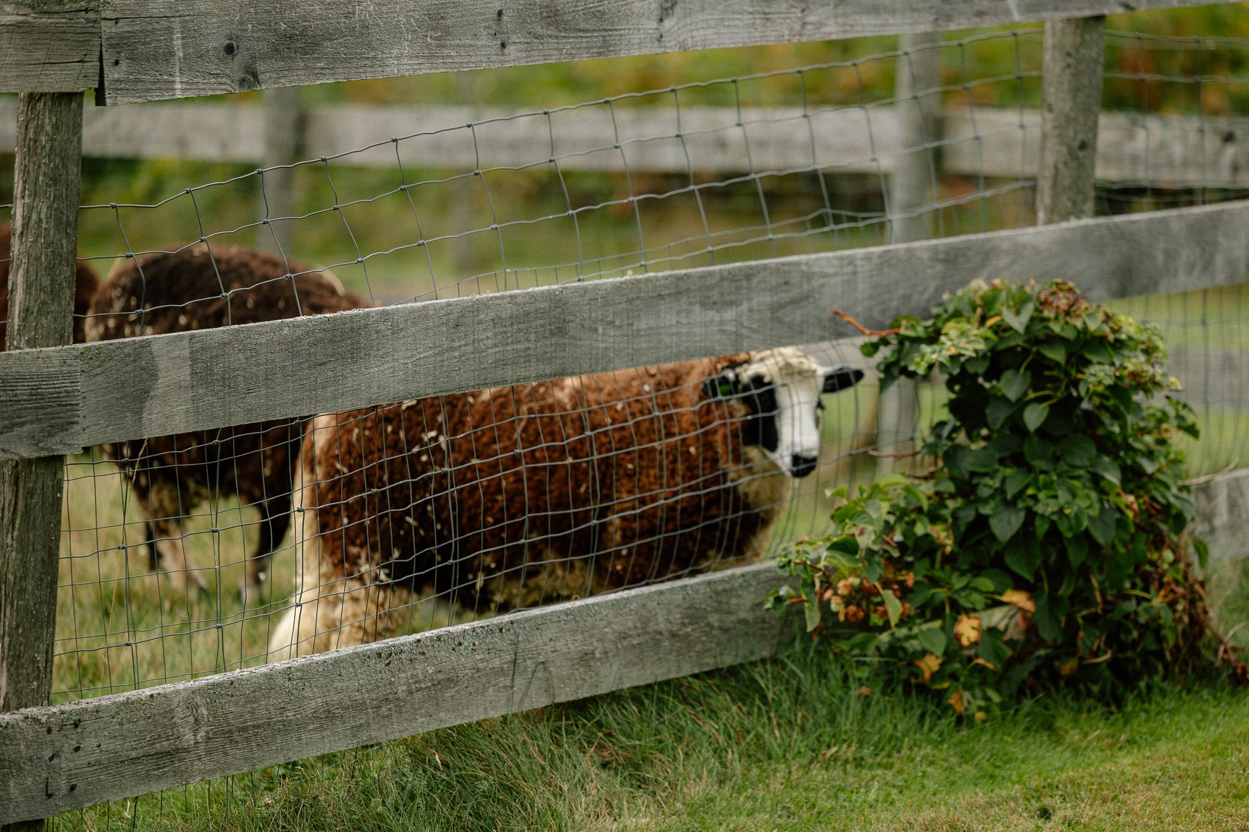 Tops'l Farm wedding ceremony