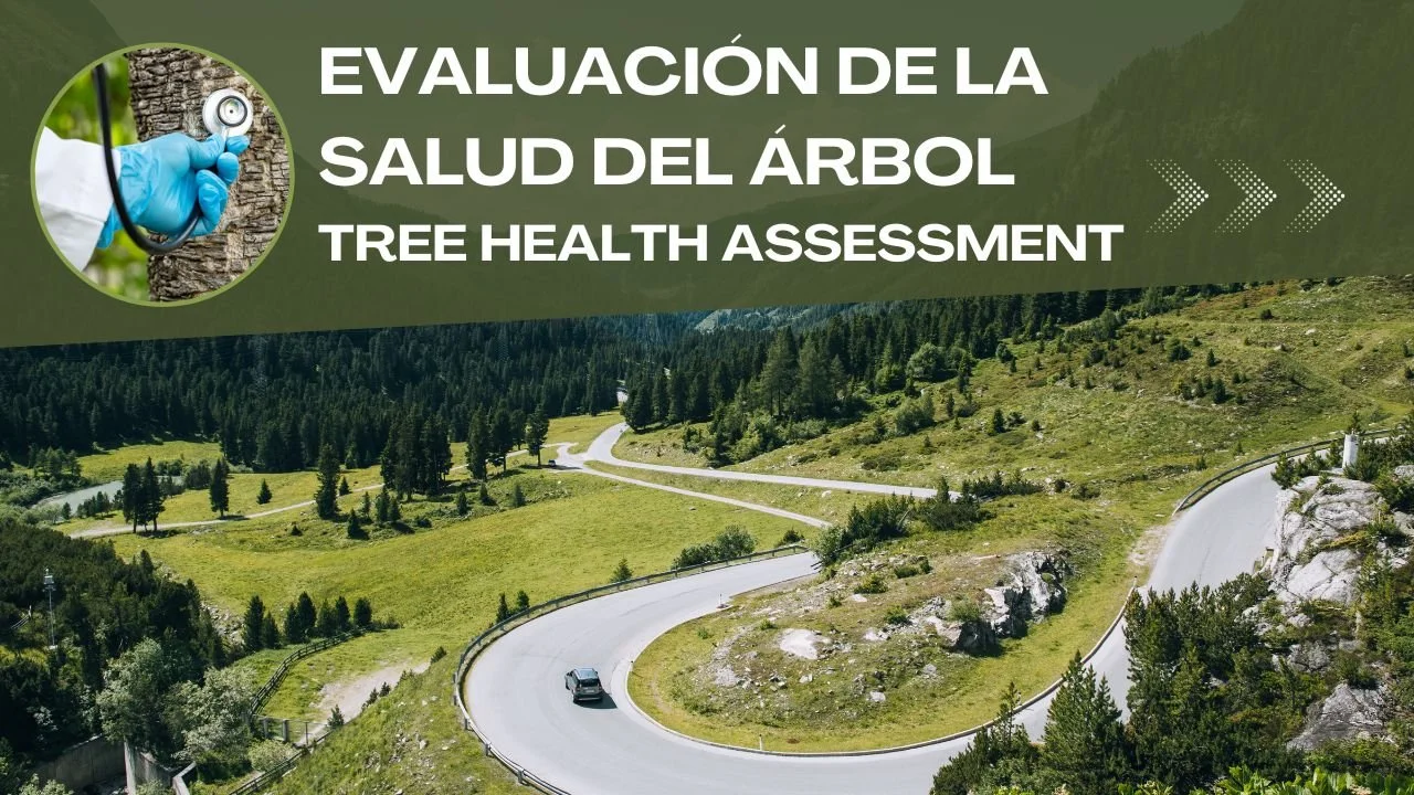 Evaluación de la Salud del árbol