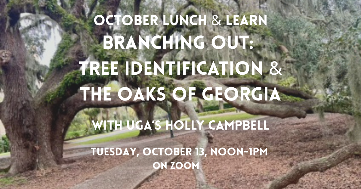 October Lunch and Learn: Tree Identification & The Oaks of Georgia