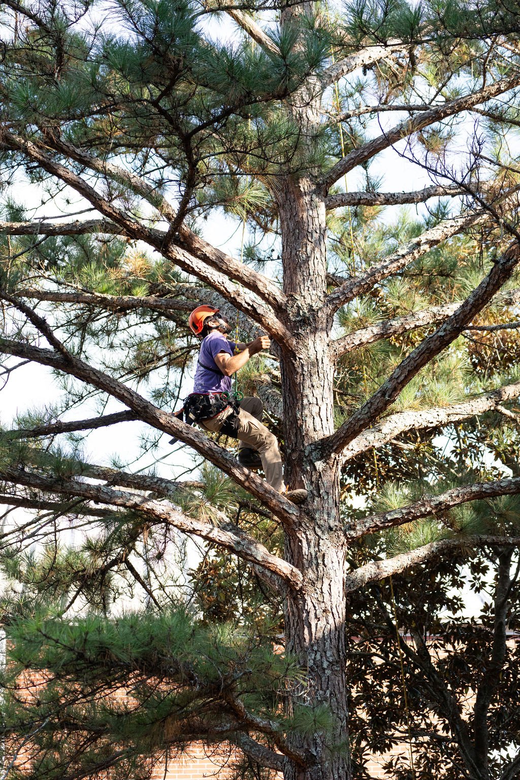 2024TreeClimbComp-218.jpg