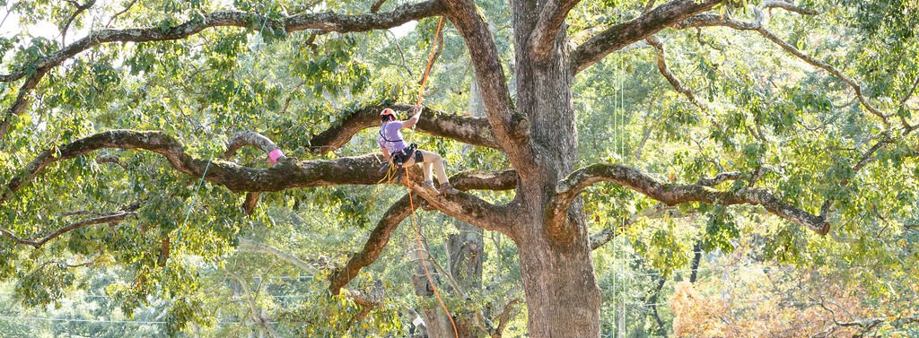2024TreeClimbComp-169.jpg