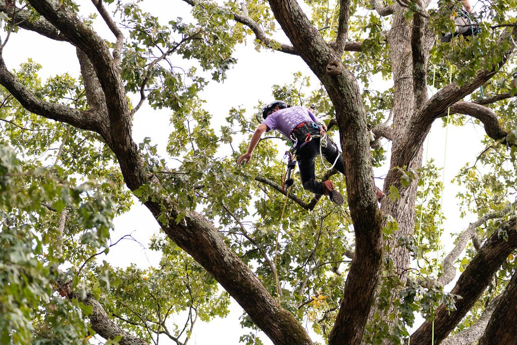2024TreeClimbComp-099.jpg