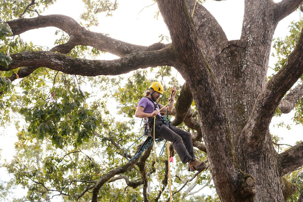 2024TreeClimbComp-116.jpg