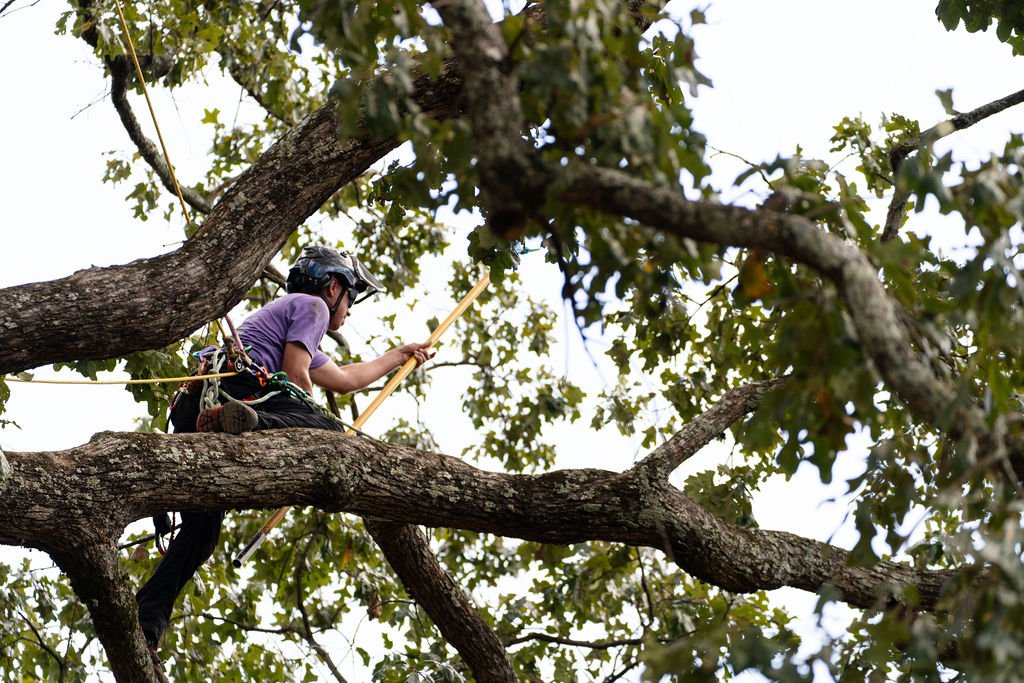 2024TreeClimbComp-102.jpg