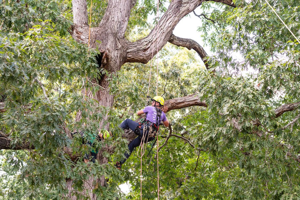 2024TreeClimbComp-029.jpg