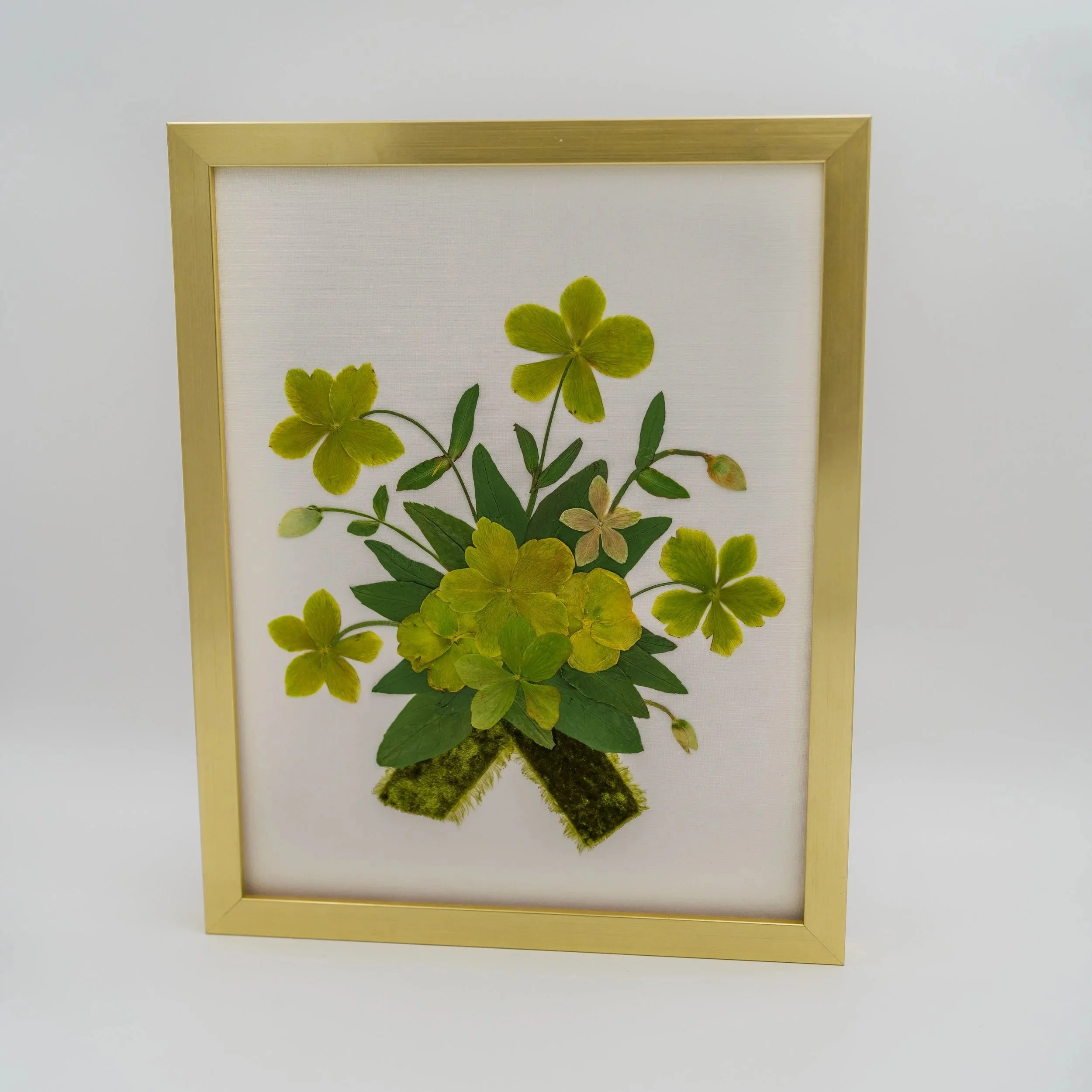Pressed green and yellow four-leaf clover pressed flower artwork with a golden frame