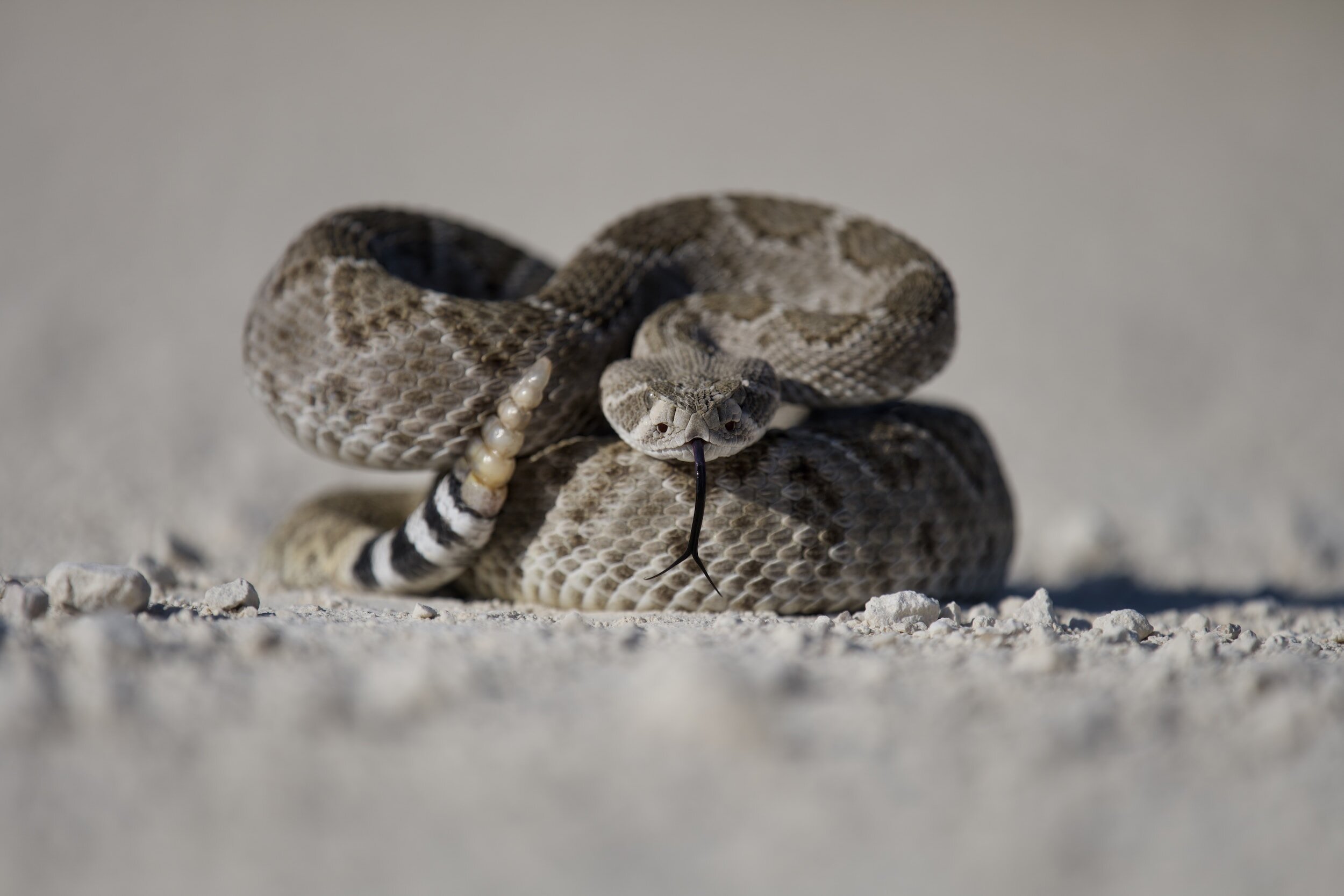 Snakes on the Trail: Tips for Dealing with Snake Encounters π