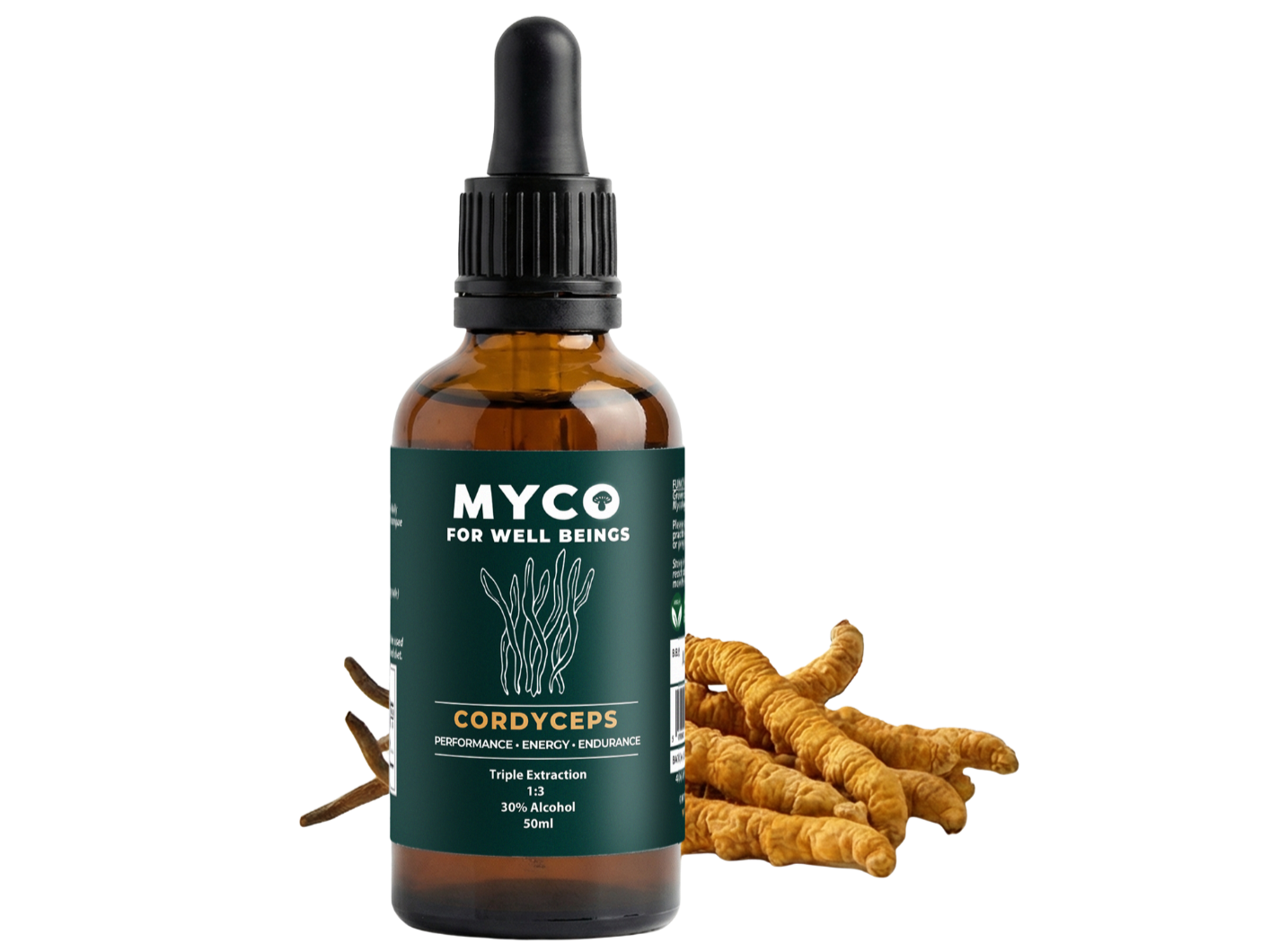 Cordyceps