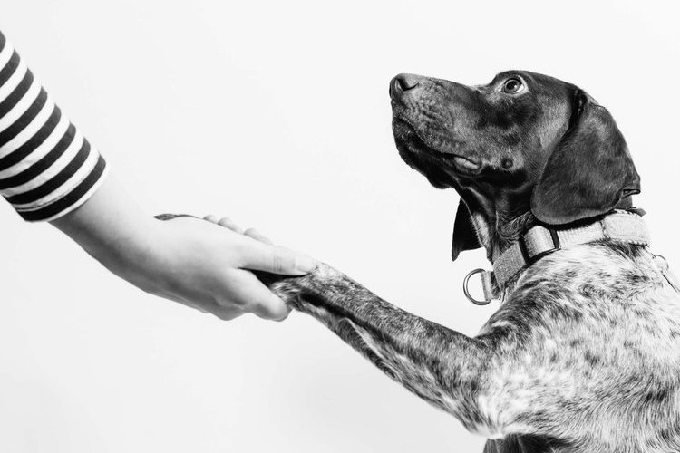 A spotted reaches out paw to shake hands with a person.