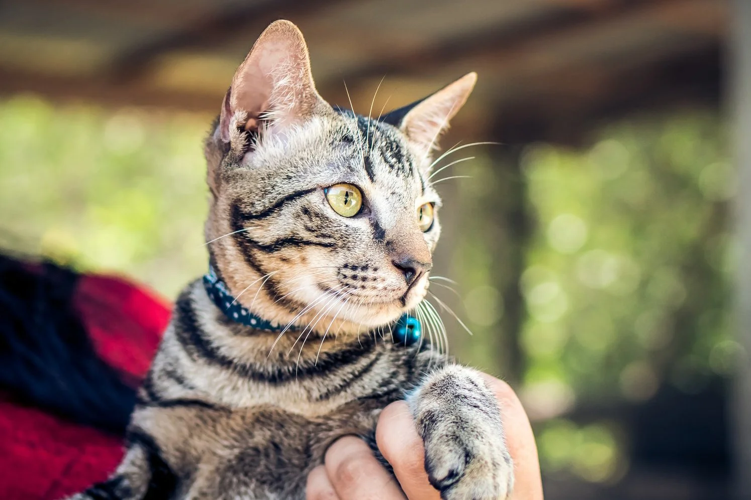 Encontré a una mascota.