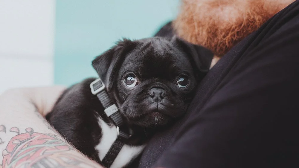 Close-up of a light-skinned, tattooed person with a beard holding a small dog with big, expressive eyes.