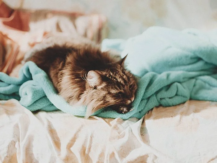 Un gato duerme en una manta azul