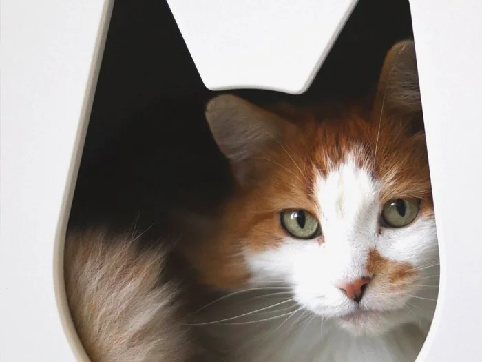 Un gato pelirrojo y blanco de pelo largo se asoma desde una perrera con un portal en forma de gato