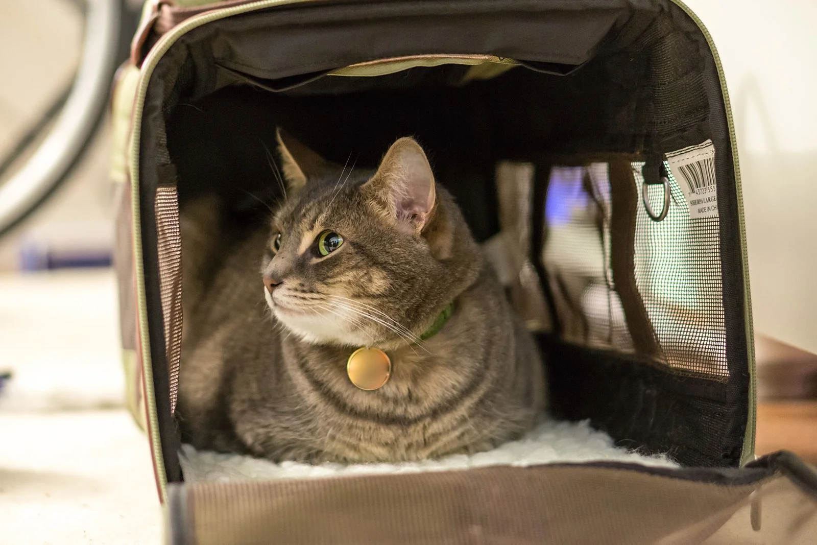 Gato con etiqueta de identificación espera en un transportador blando