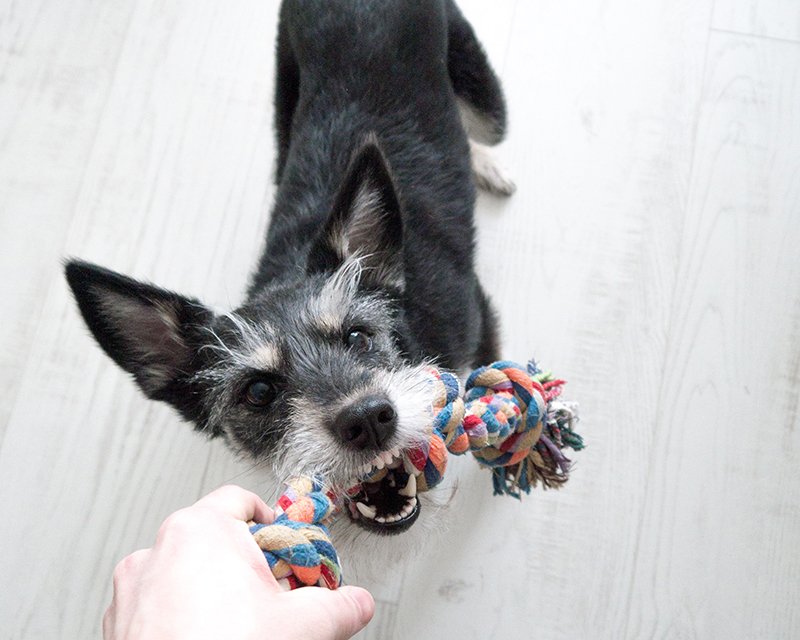 A dog with salt and pepper fur holds a toy in its mouth, ready to play.