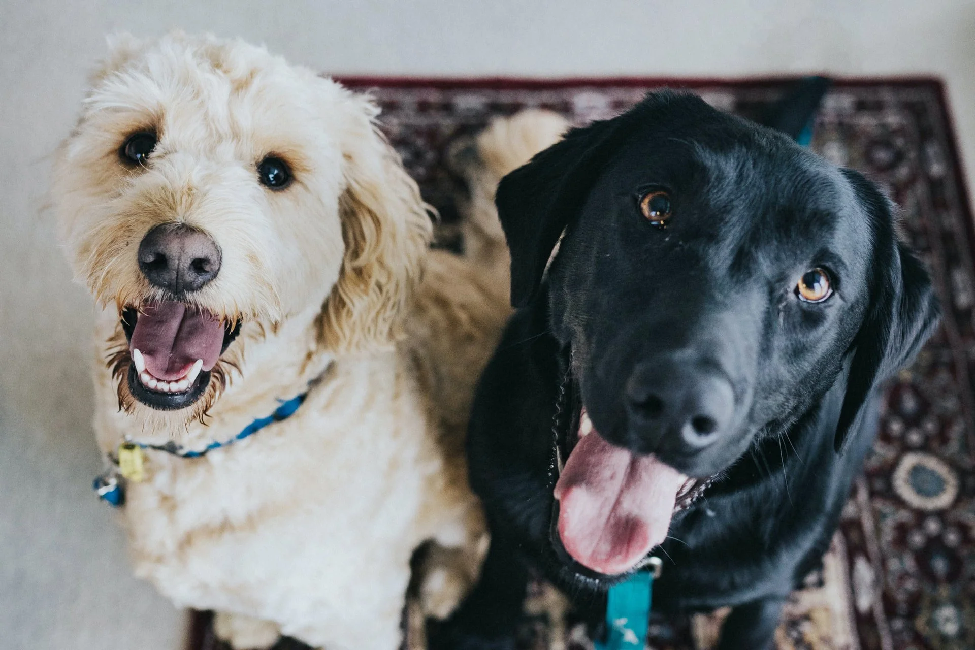 Two dogs wearing collars, one tan, one black, sit side by side and look expectantly at the viewer, as if waiting for a response..
