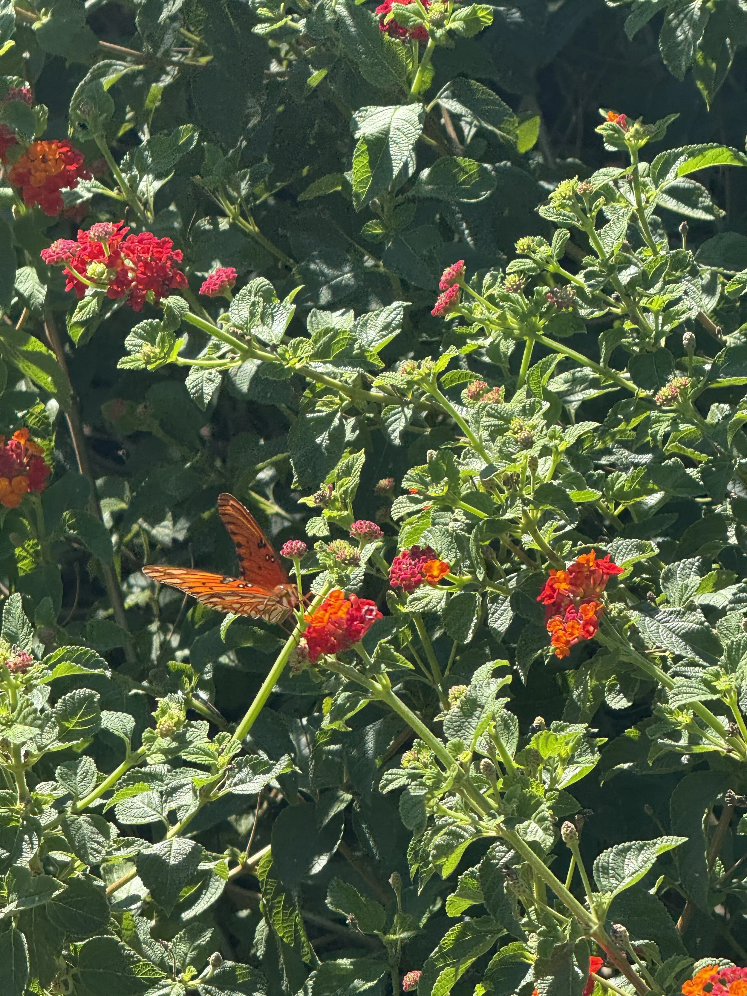 Orange butterfly resting on red and orange lantana flowers among green leafy bushes.