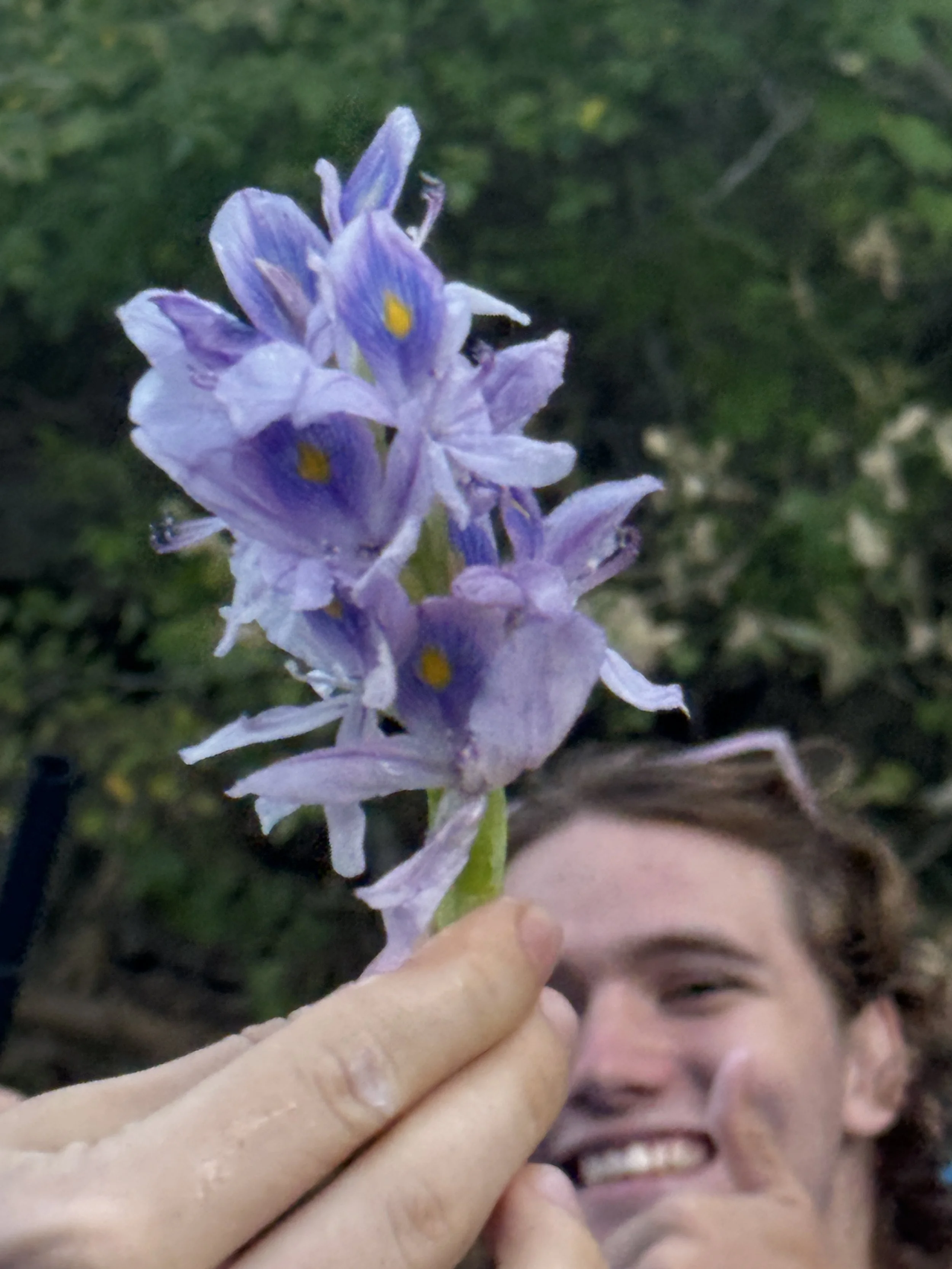 Person holding a purple flower with small yellow markings on petals, smiling and giving a thumbs-up in blurred outdoor background.