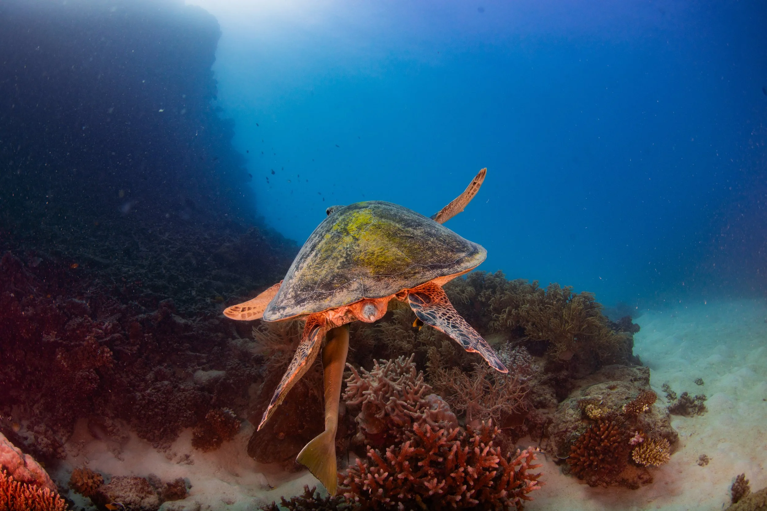 Underwater view of a turtle swimming near coral reef with blue ocean water in the background.