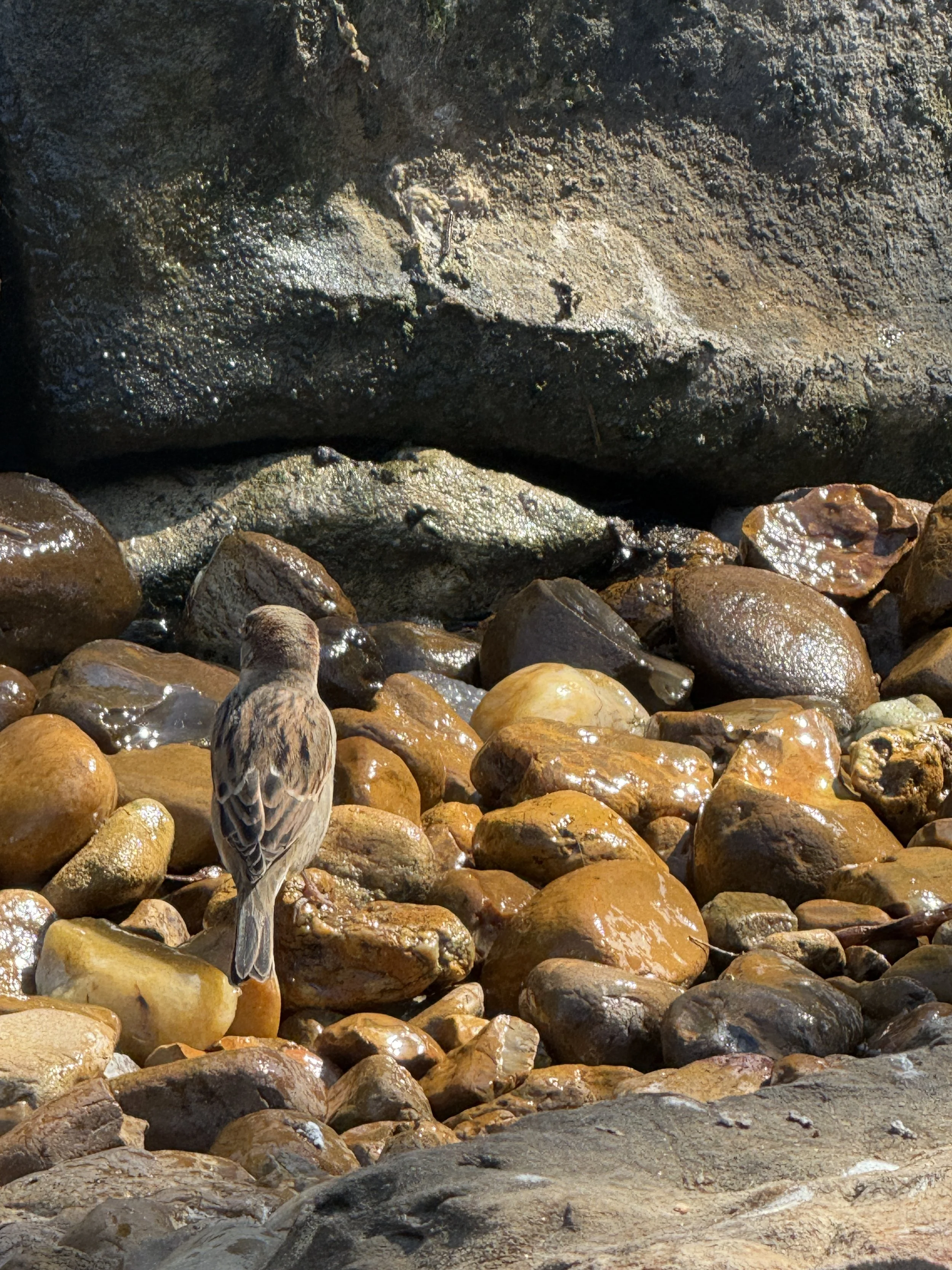A small brown bird standing among wet, smooth rocks in front of a large rock formation.
