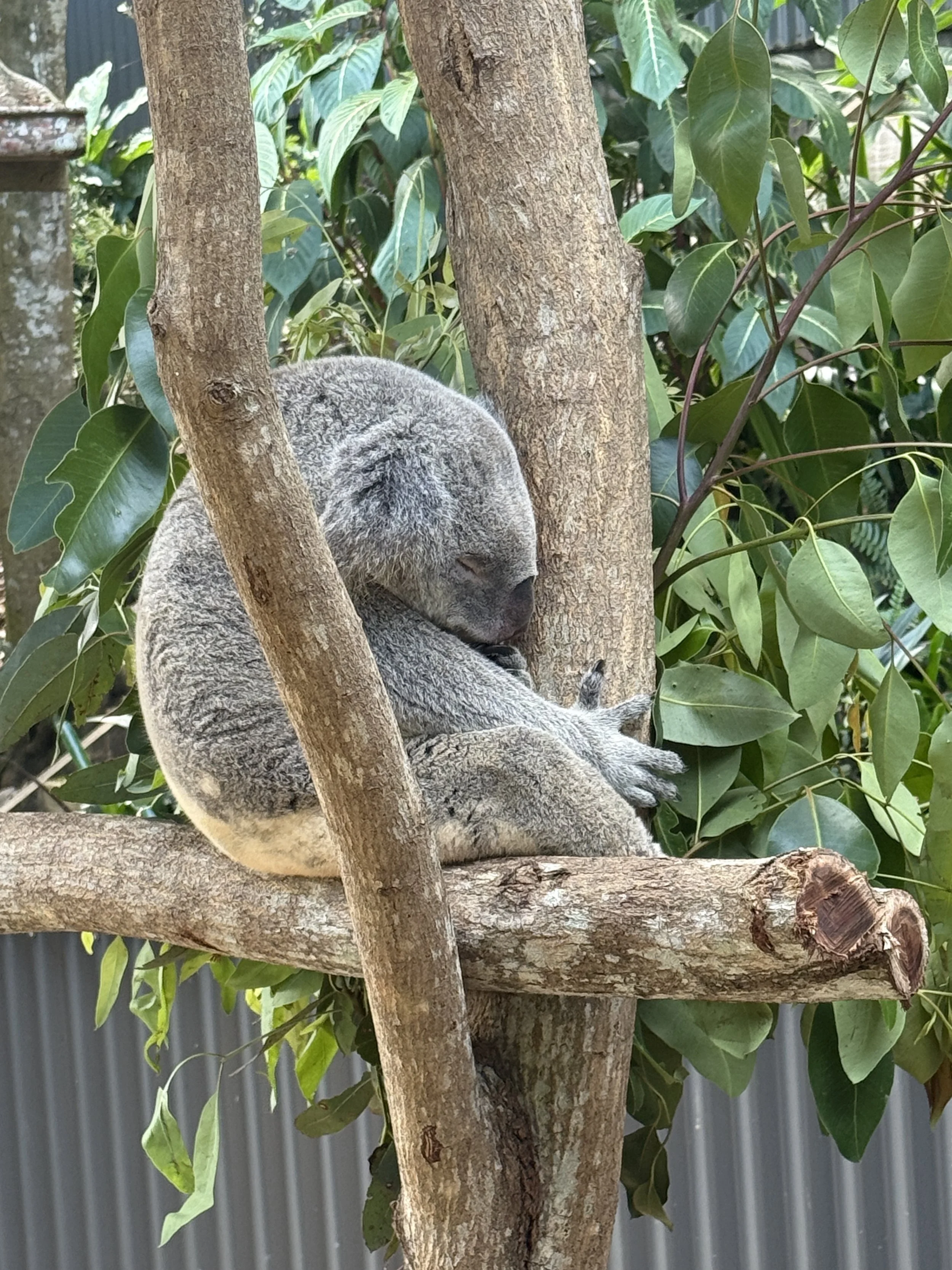 Gray koala sleeping on a tree branch surrounded by green leaves.