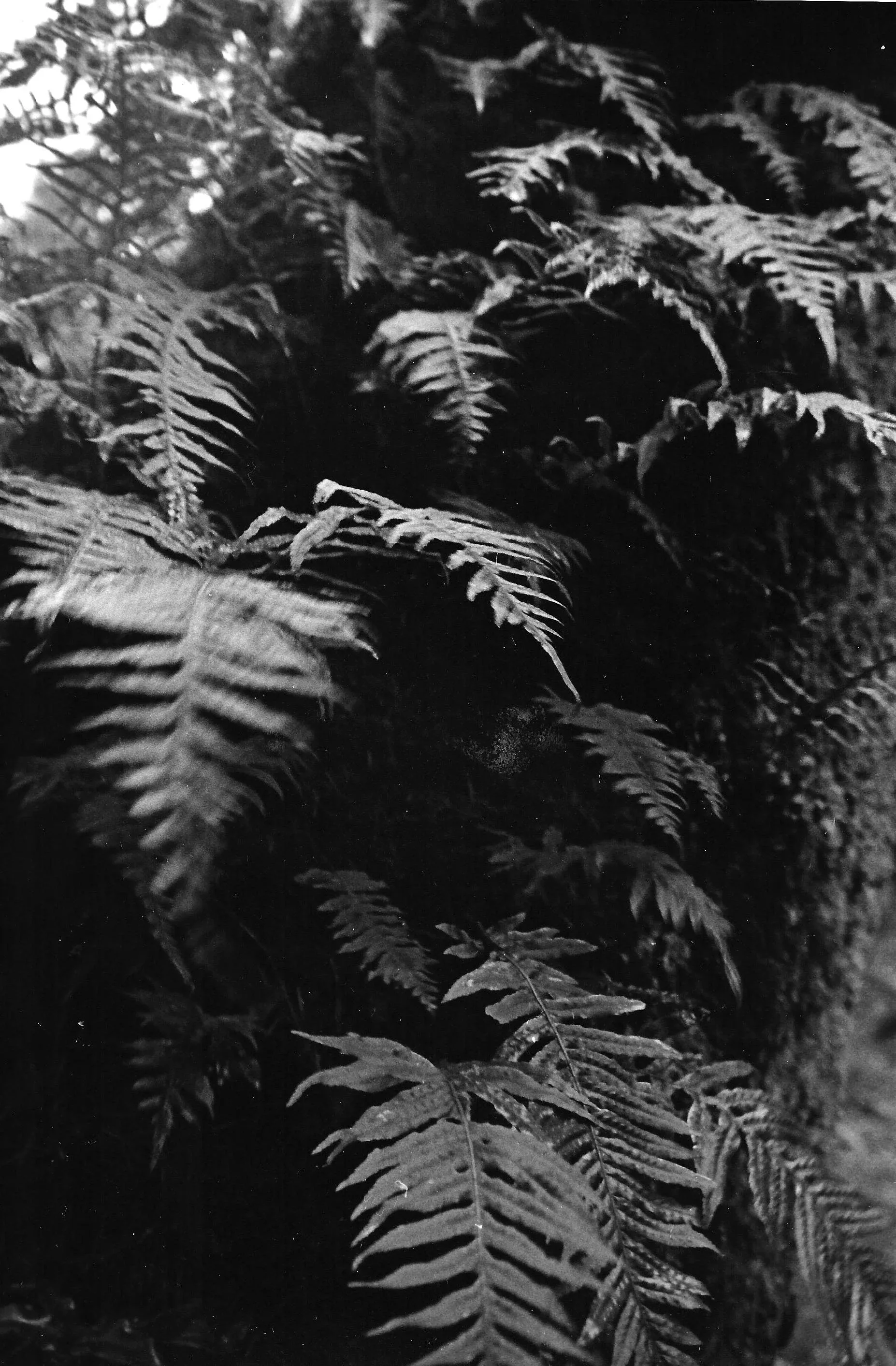 fern+copy.jpg