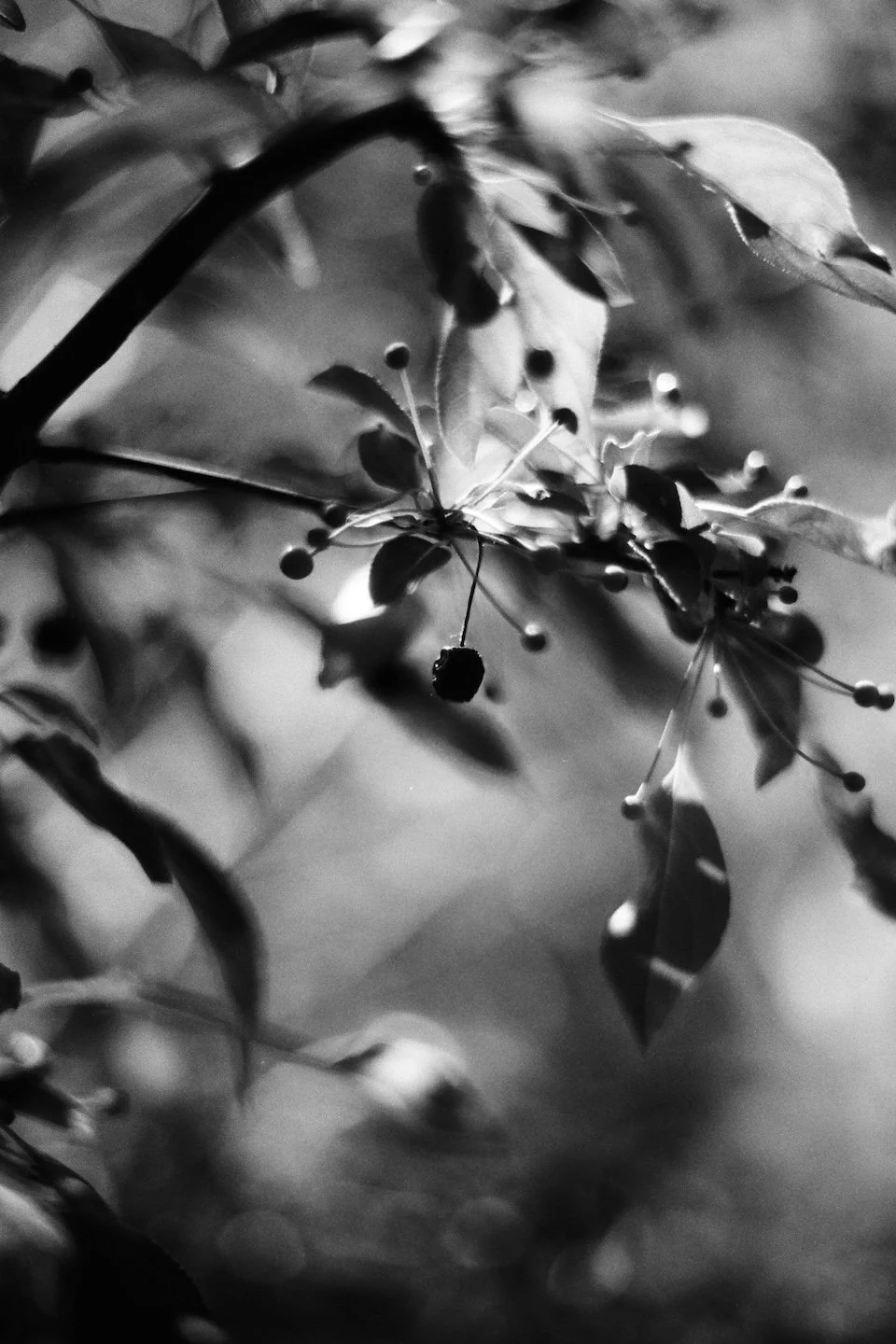 "Reverie II"