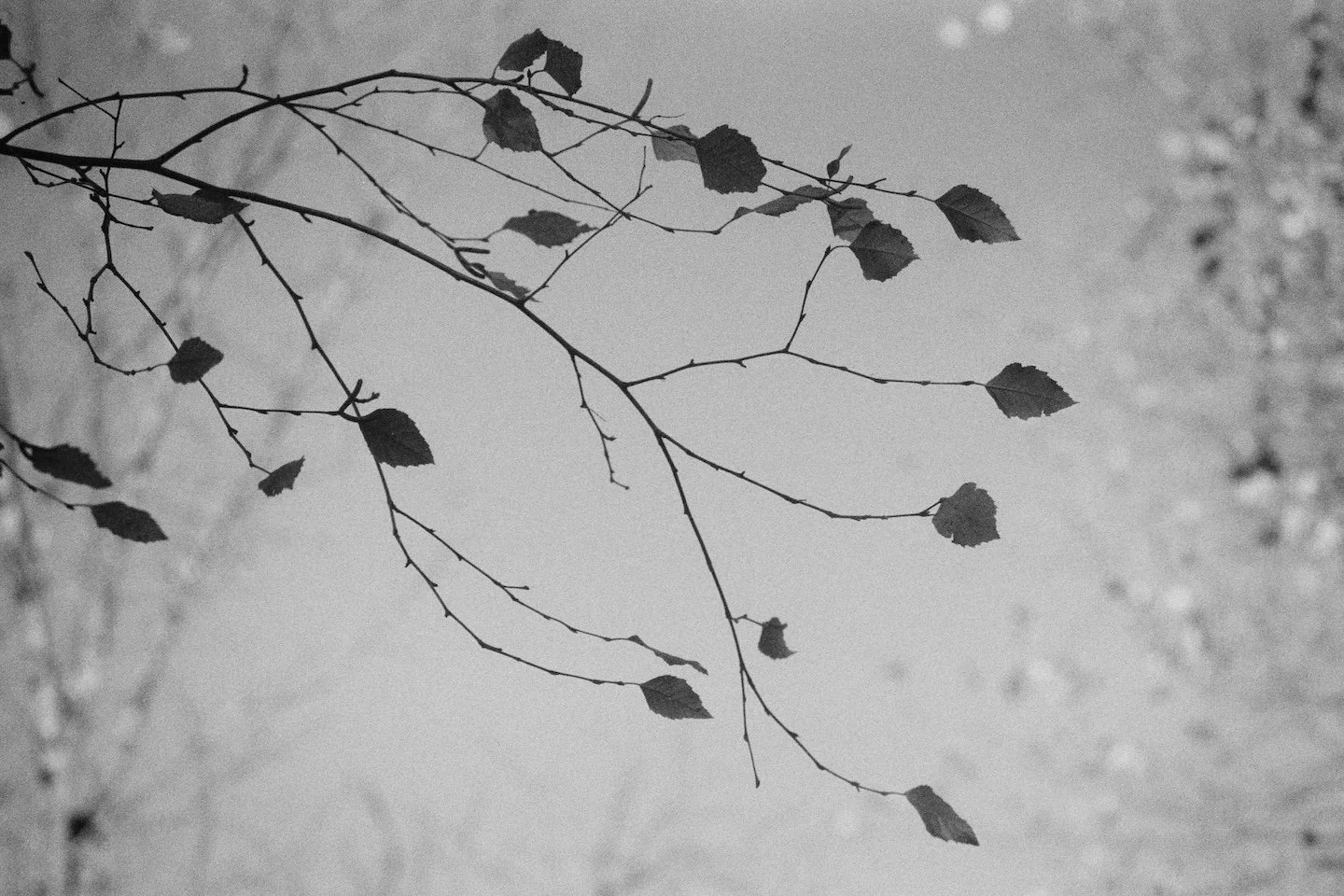 "Capillary"